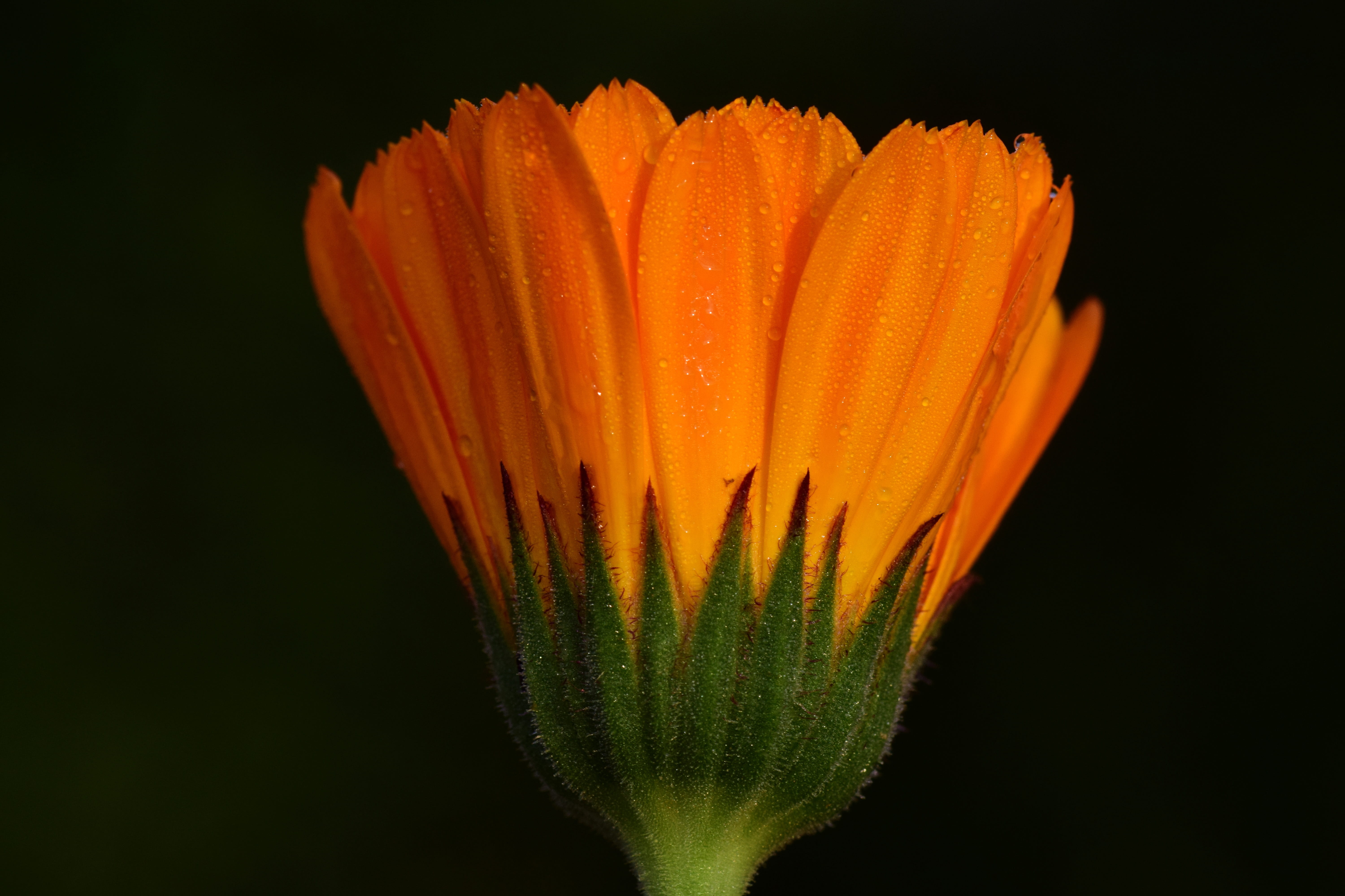 petal, orange, composites, nature, medicinal plant, pollen, black background, blossom, studio shot, morgentau, calendula, petaled, naturopathy, garden, HD Wallpaper