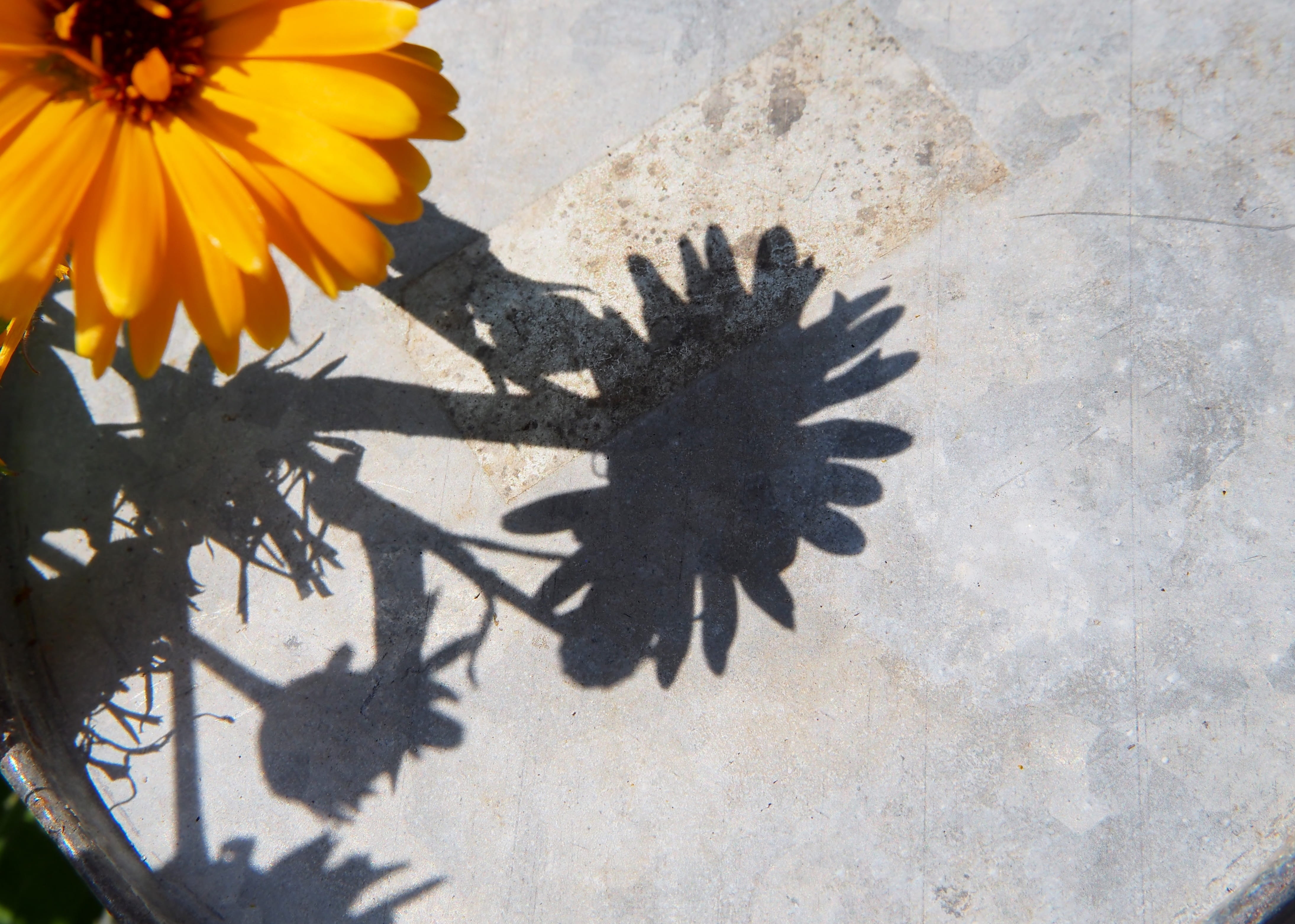 fragility, high angle view, vulnerability, 4K, petal, nature, yellow flower, flower, bloom, outdoors, blossom, marigold, greeting card, close-up, flower head, HD Wallpaper