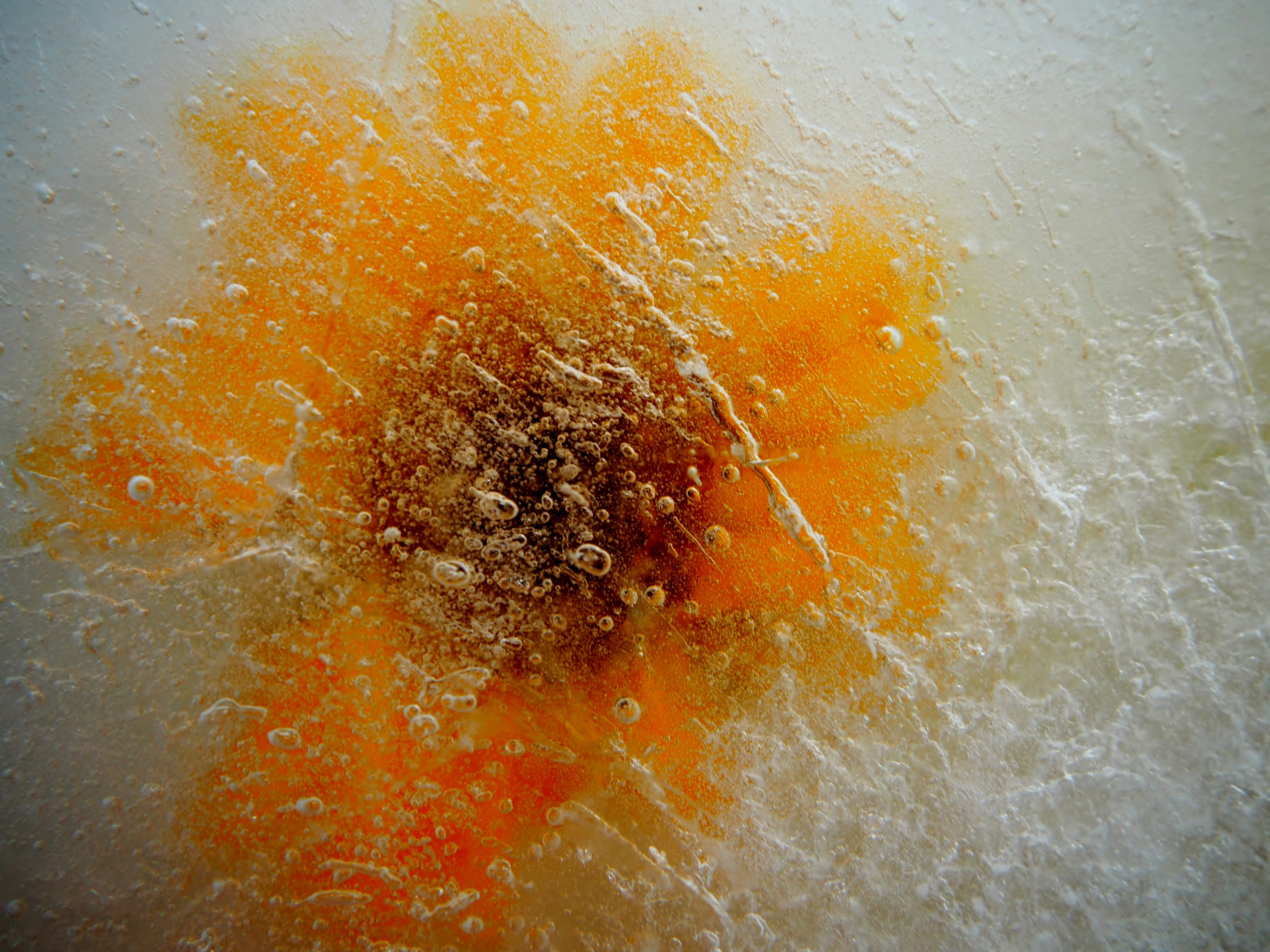 calendula officinalis, orange color, destruction, frozen, close, indoors, flower garden, backgrounds, gardening, close-up, no people, water, ice, splashing, HD Wallpaper