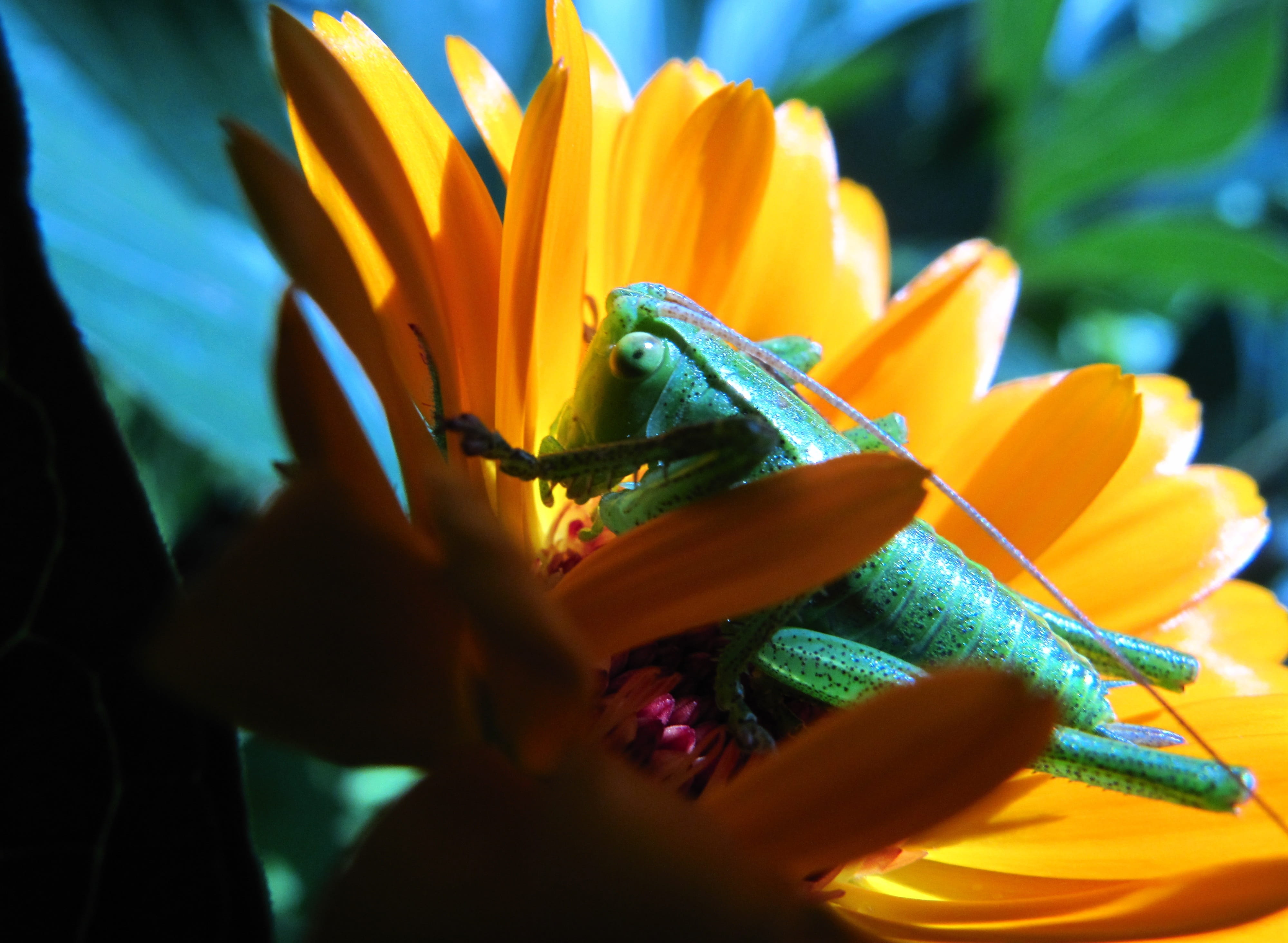 freshness, flower head, animals, at the court of, pollination, one animal, closeup, nature, color, calendula officinalis, growth, insect, animal wildlife, HD Wallpaper