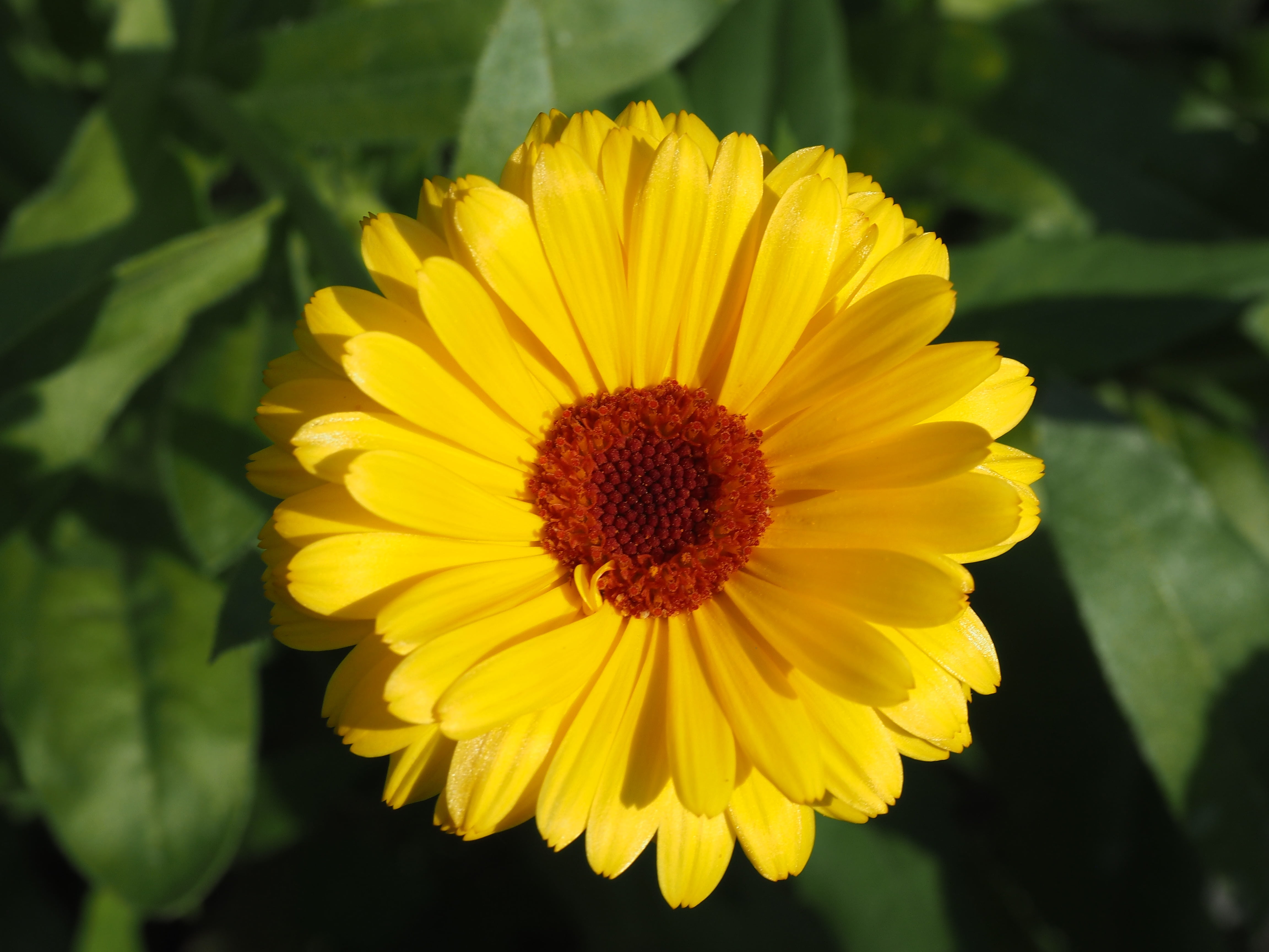 day, fragility, gazania, flower, 4K, bloom, close-up, composites, calendula, nature, freshness, outdoors, focus on foreground, gardening, no people, land, HD Wallpaper