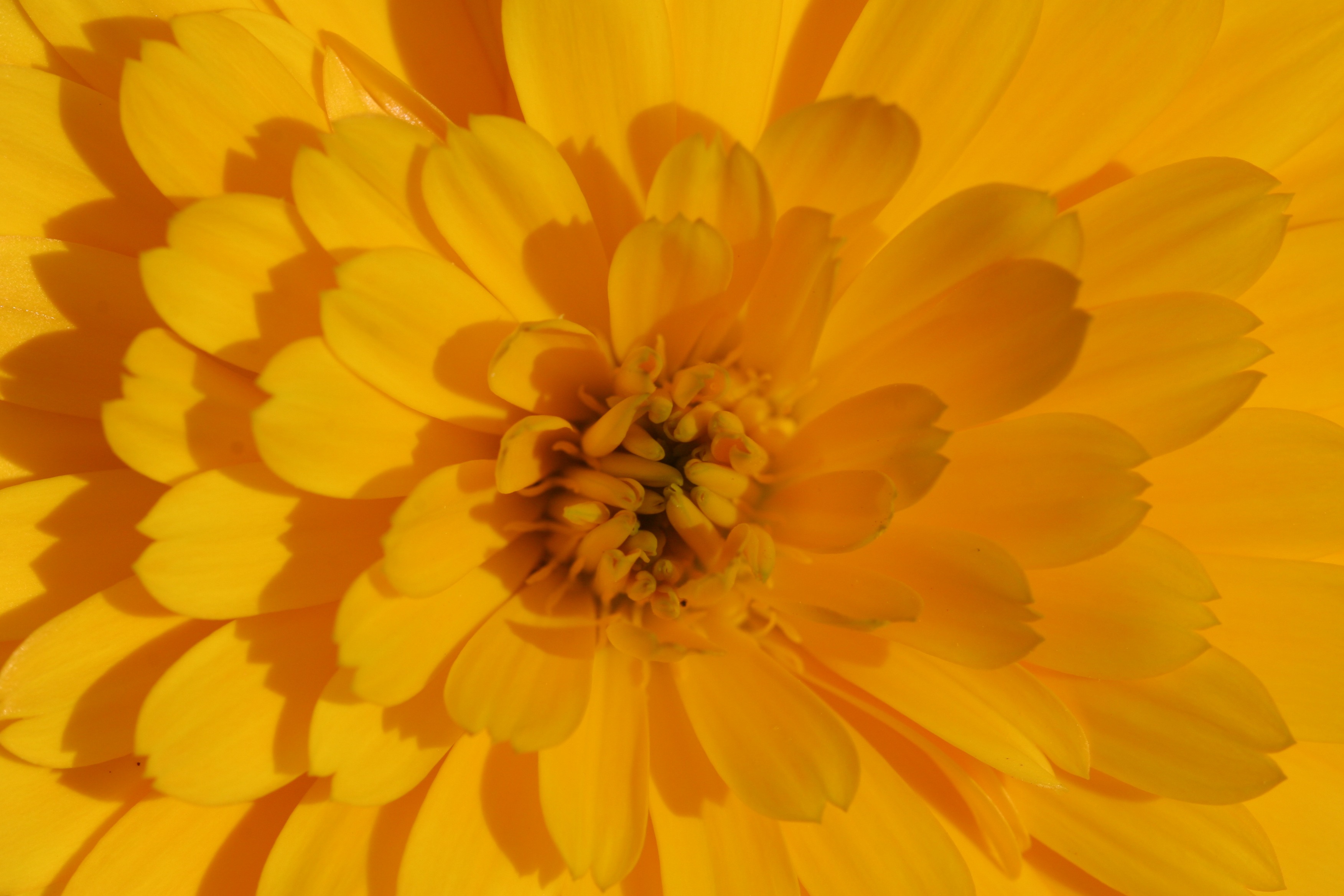 pollen, outdoors, flower, flowering plant, yellow, full frame, floral pattern, backgrounds, 2K, summer flowers, vulnerability, freshness, growth, calendula officinalis, HD Wallpaper