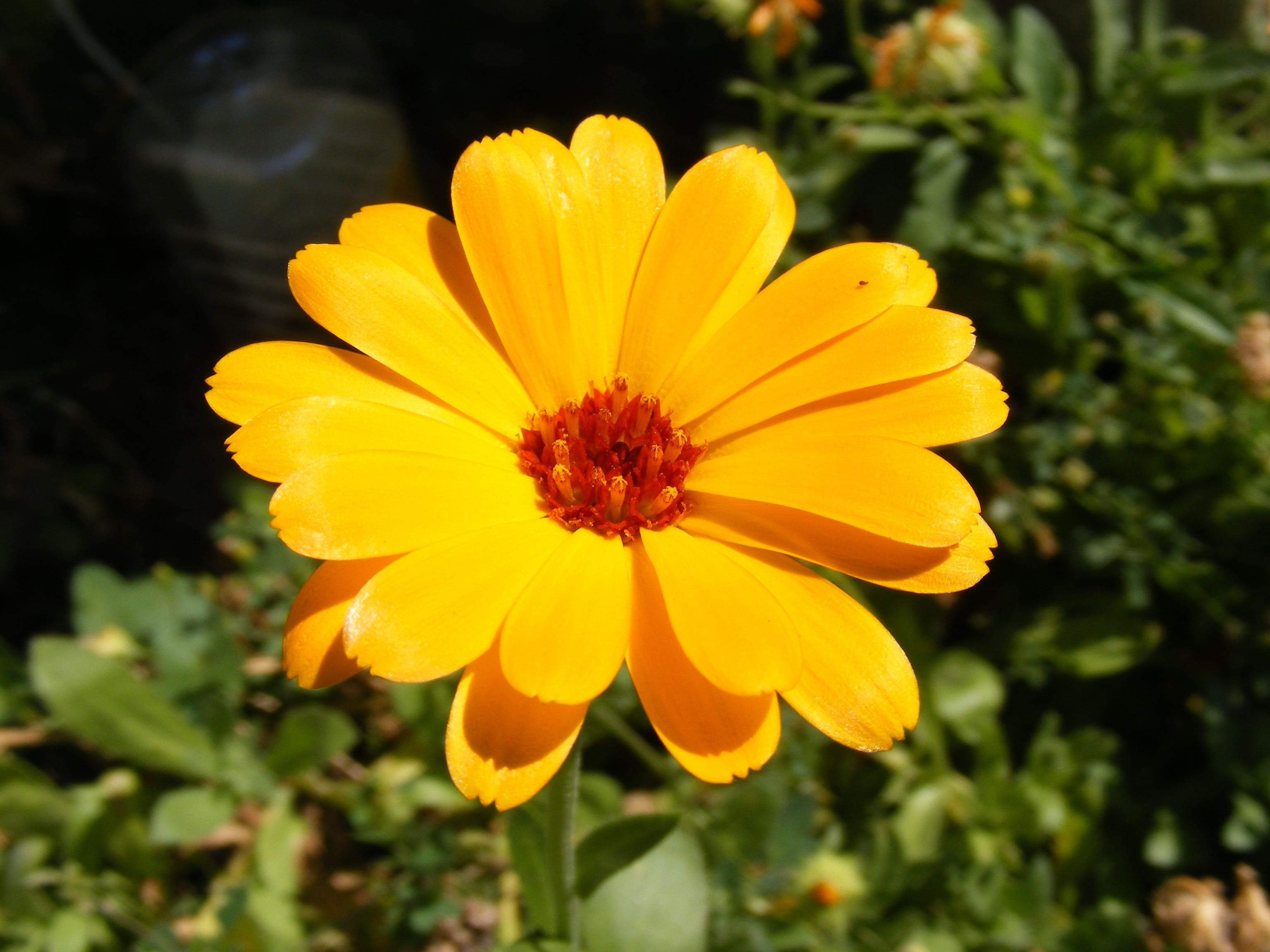 no people, flower head, remedy, flower, pollen, plant, yellow, plants, orange, flowers, macro, medicinal, focus on foreground, outdoors, marigold, homeopathic, HD Wallpaper