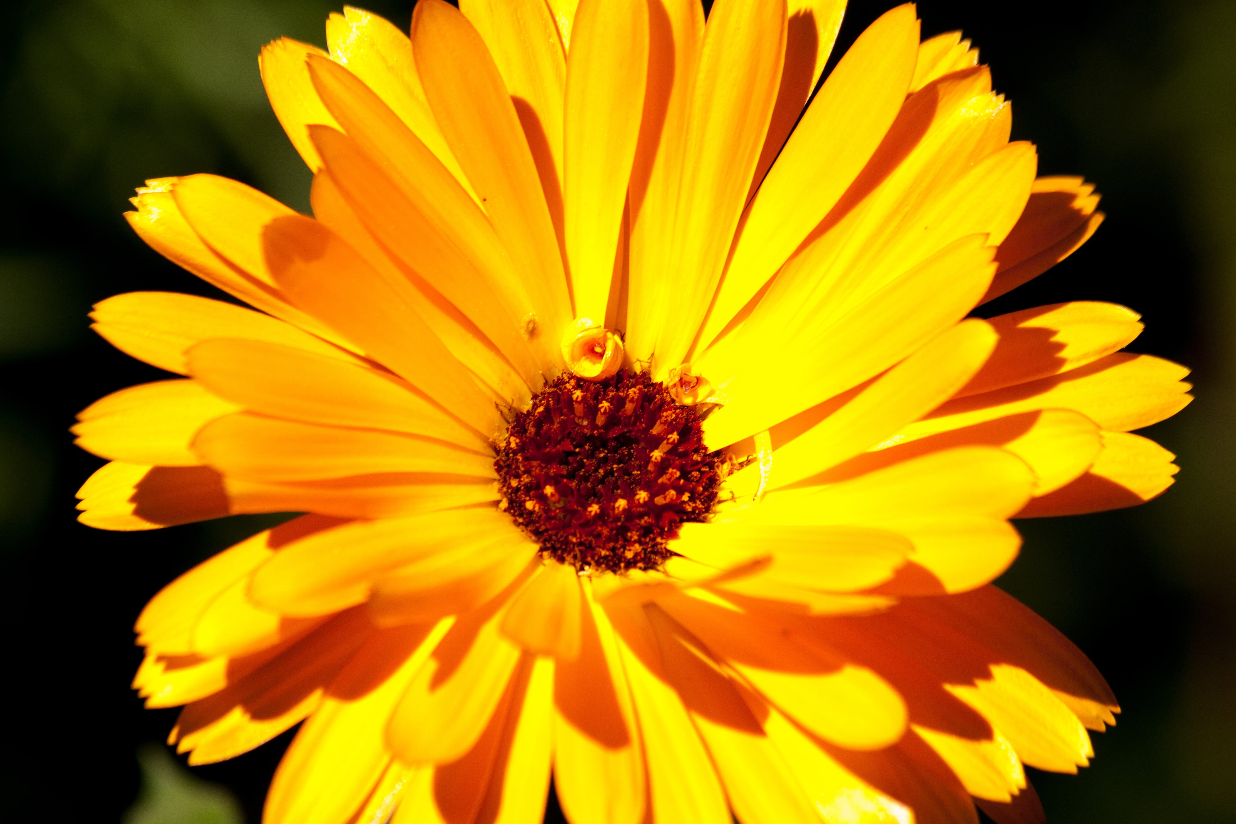 naturopathy, close, asteraceae, flower head, animal themes, petal, insect, 4K, gardening, no people, blossom, invertebrate, marigold, freshness, pollen, HD Wallpaper