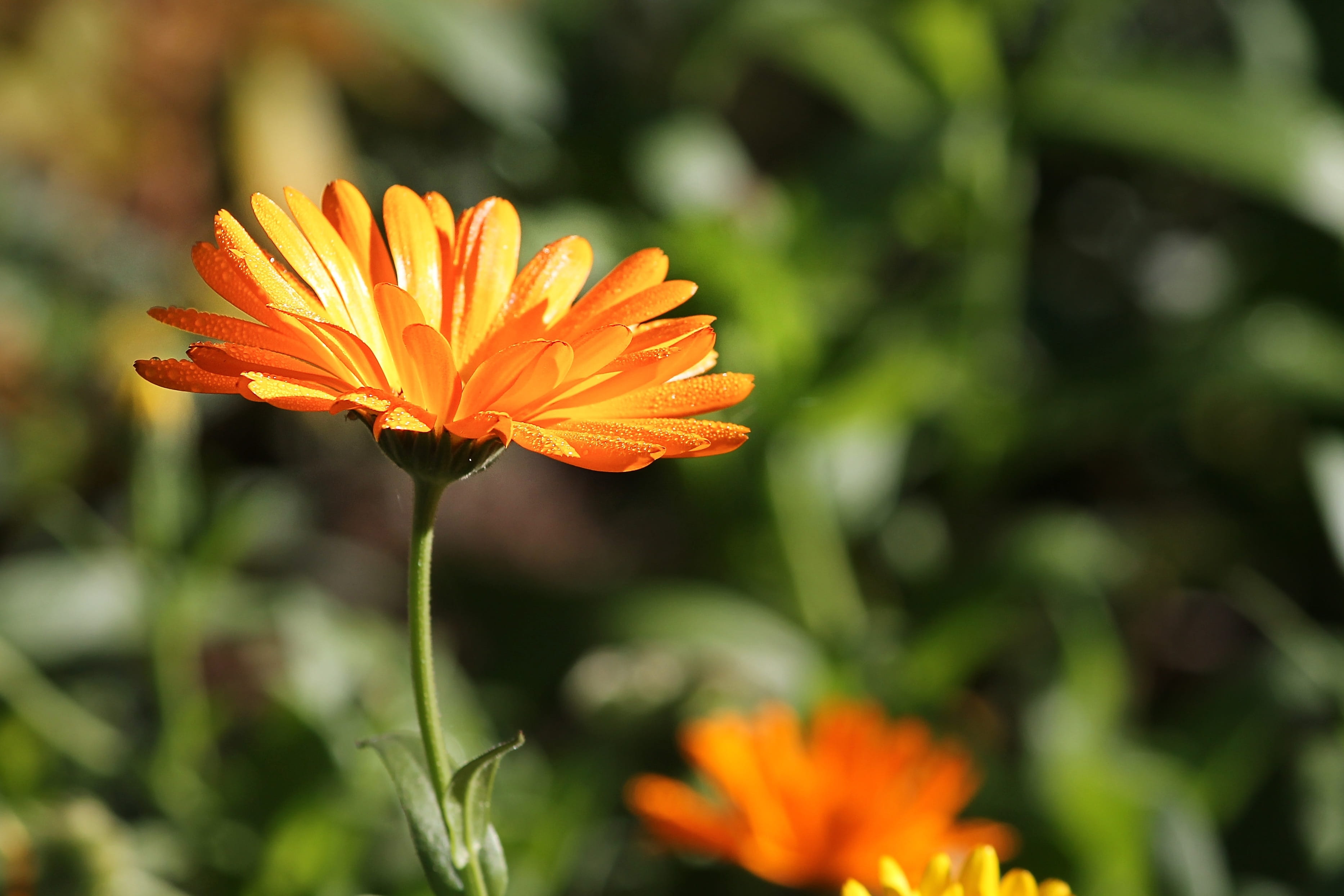 blossom, gazania, focus on foreground, inflorescence, petal, orange color, flower, gardening, close up, pollen, calendula officinalis, yellow, petals, korbblüter, HD Wallpaper
