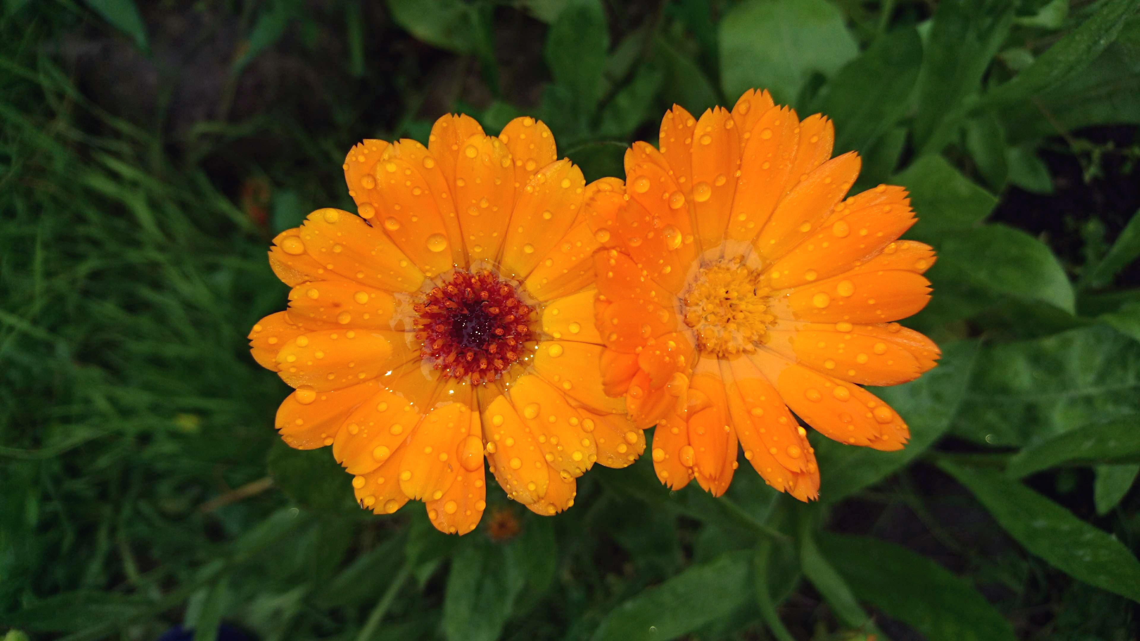 nature, freshness, outdoors, bloom, orange, green, closeup, beautiful, raindrop, botanica, orange flower, flower head, summer, petal, after the rain, no people, HD Wallpaper