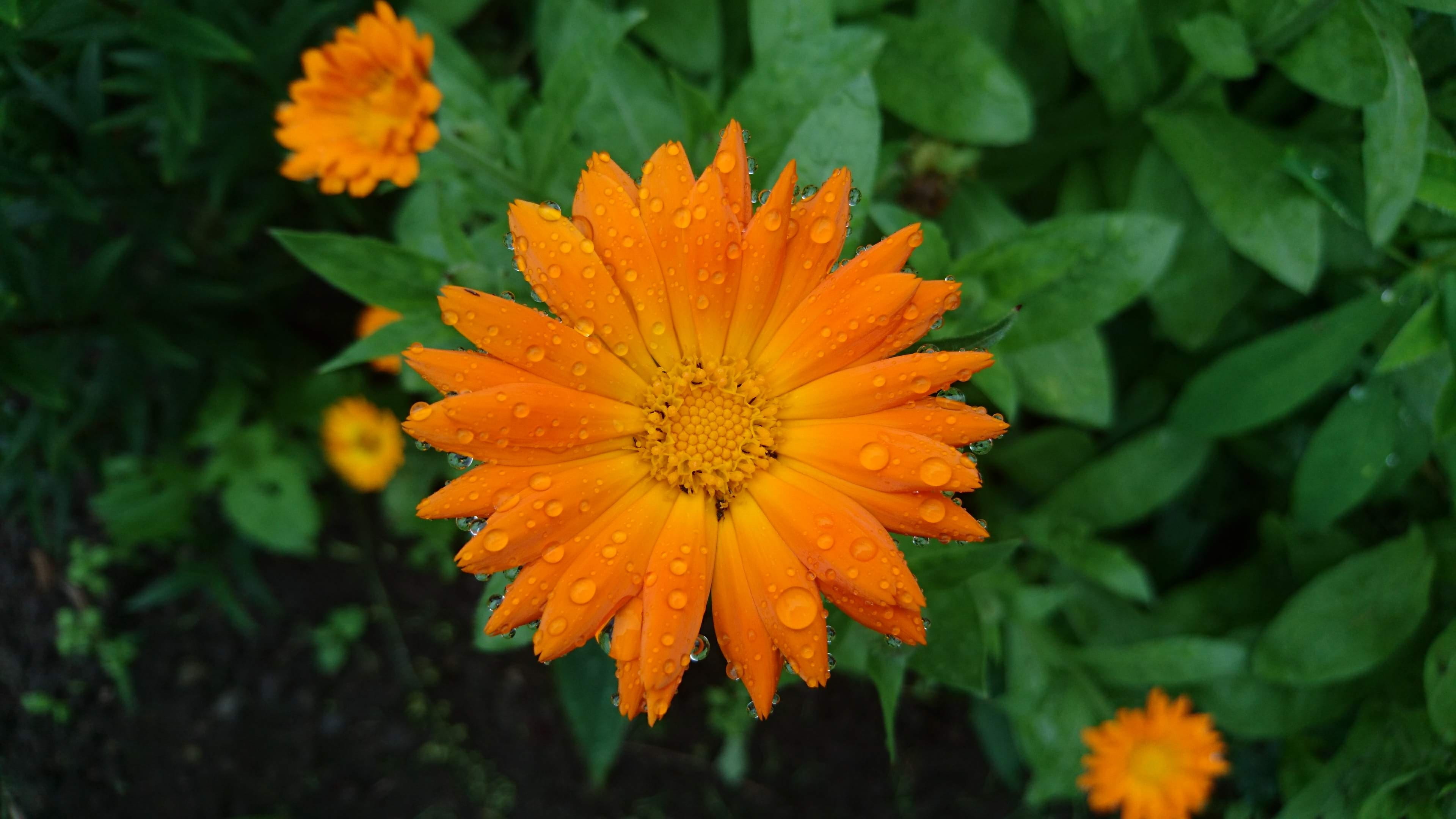 petal, flowers, bright, rain, drug, stamens, calendula, green, pollen, marigold, closeup, petals, summer, growth, flower, beauty in nature, orange flowers, HD Wallpaper