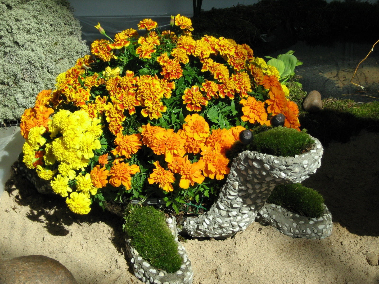 vulnerability, flower, petaled, orange, sunlight, multi Colored, decoration, bunch of flowers, high angle view, lantana, sand, close-up, flower Head, summer, HD Wallpaper