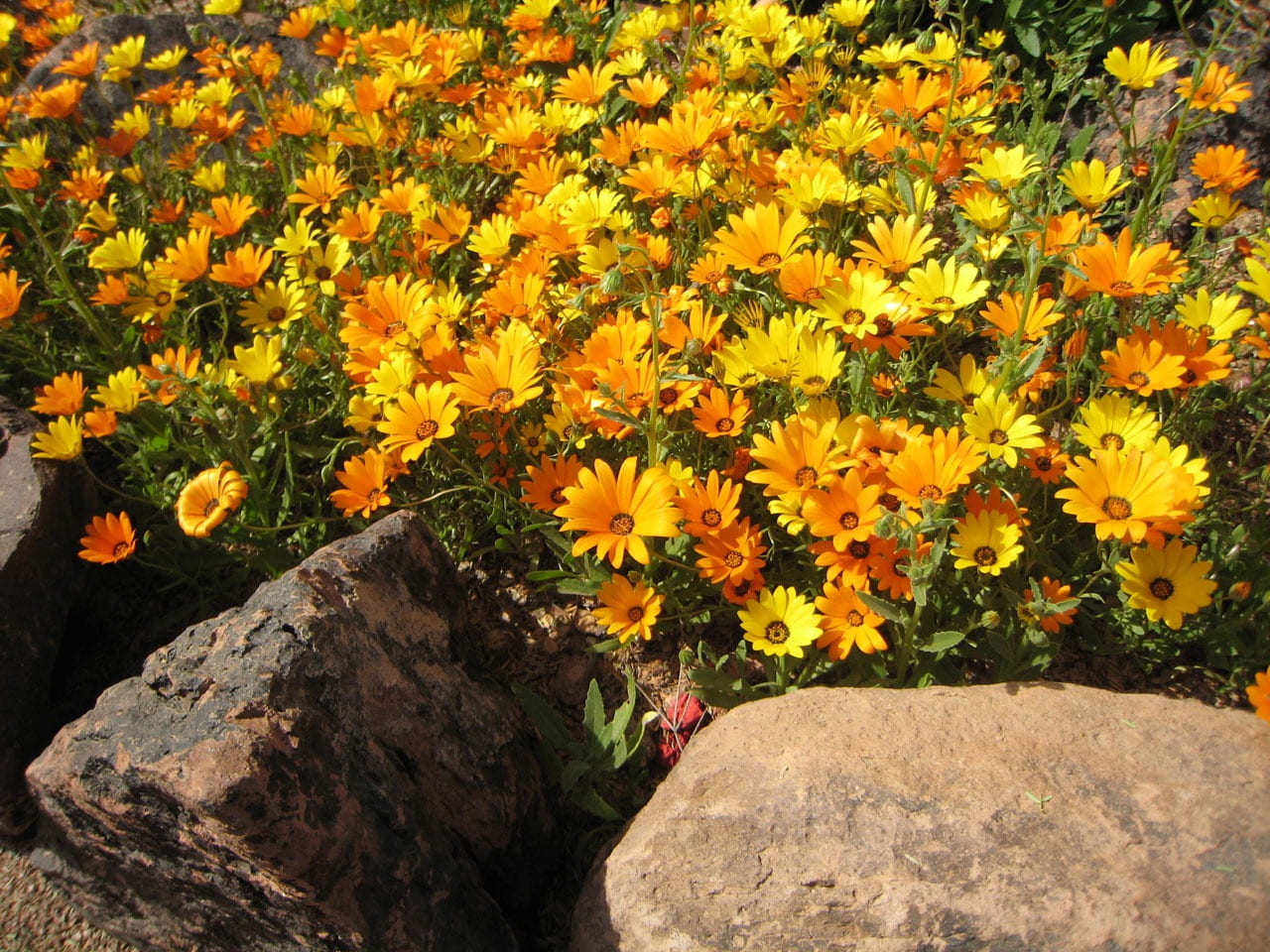 yellow, orange, high angle view, flower, flowering plant, fragility, asteracea, 720P, no people, solid, beauty in nature, asteraceae, golden, nature, rock, HD Wallpaper