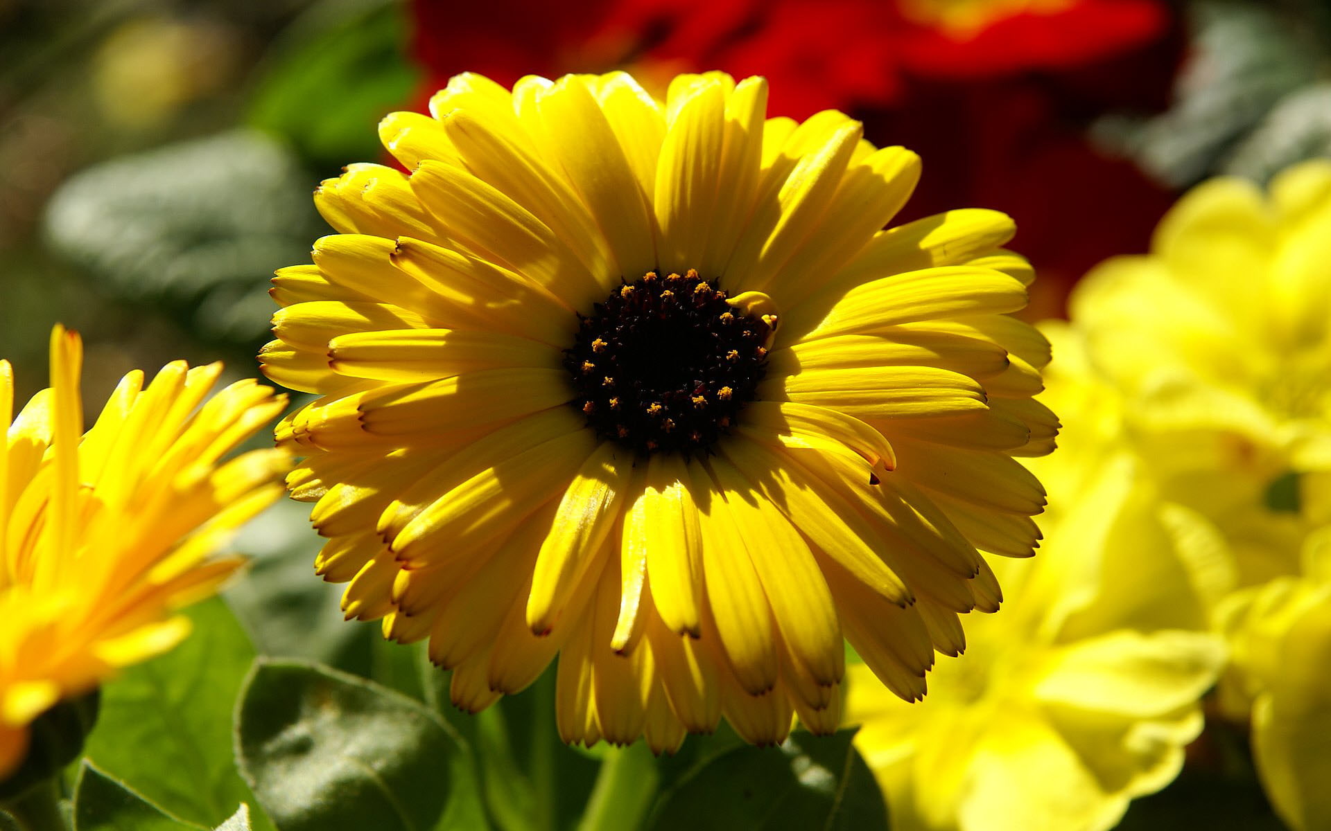 Marigold, day, no people, flowering plant, petal, vulnerability, beauty in nature, flower, fragility, inflorescence, animal themes, 1080P, plant, Calendula, HD Wallpaper