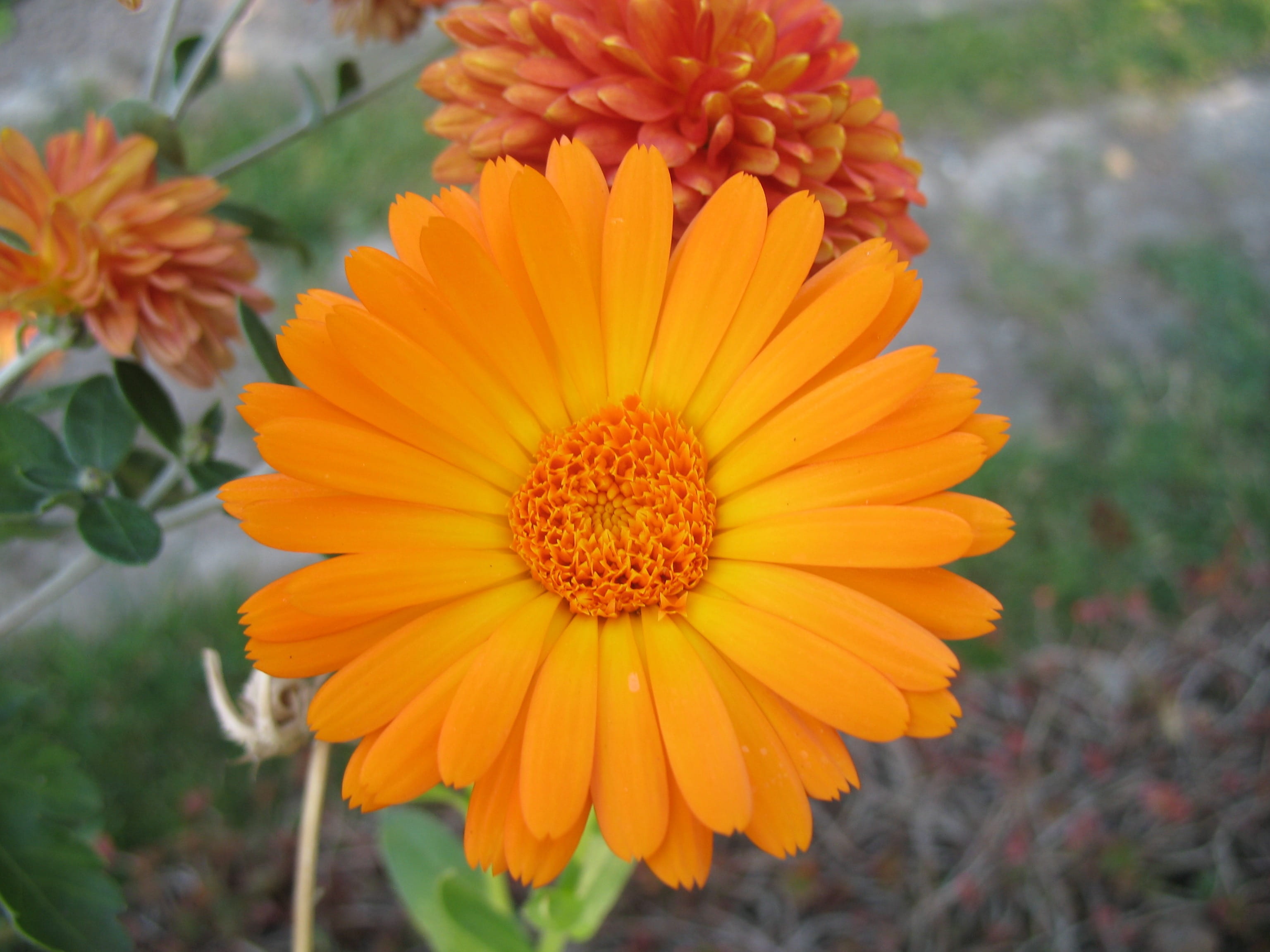 nature, garden, fragility, petal, focus on foreground, summer, marigold, Colorful, gazania, vulnerability, growth, outdoors, orange, Daisy, yellow, gerbera Daisy, HD Wallpaper