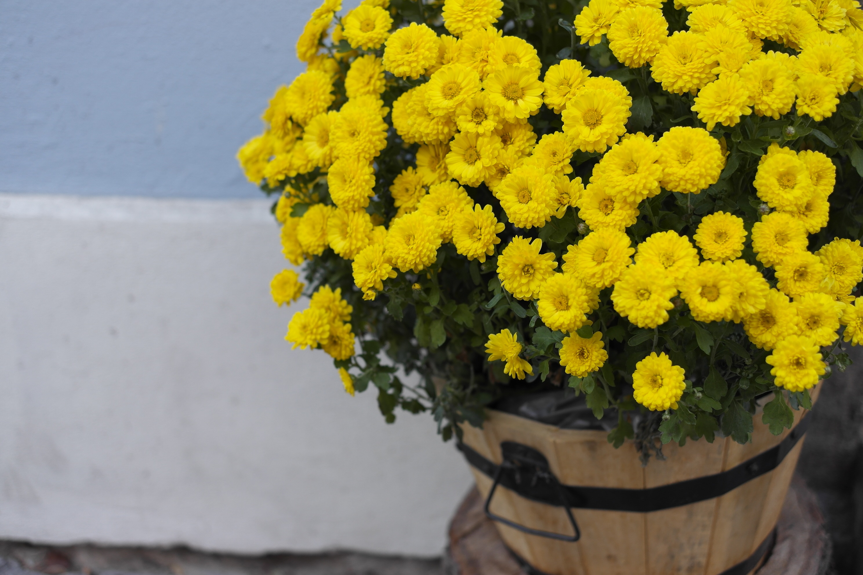 background photo, flowering plant, vulnerability, growth, focus on foreground, freshness, flower, yellow flower, yellow, 2K, outdoors, fragility, HD Wallpaper