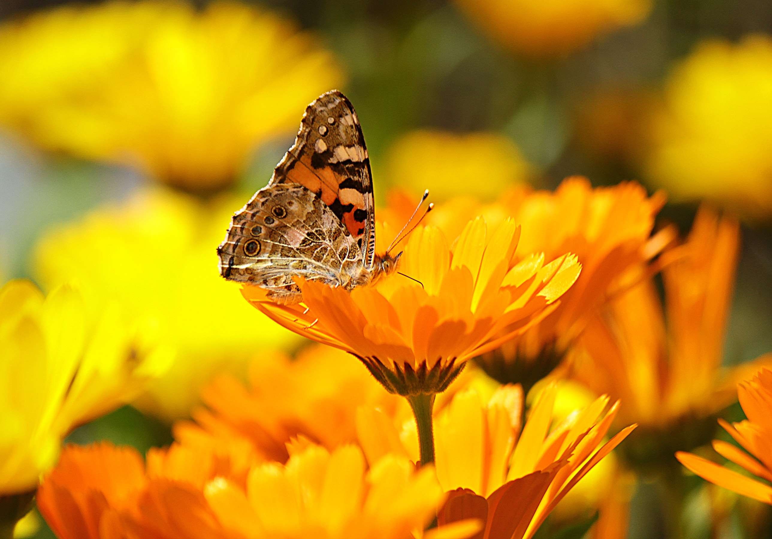 no people, close-up, beauty in nature, animal wing, asteraceae, springtime, colour, nature, fragility, royalty  images, insect, flower, animal themes, vulnerability, HD Wallpaper