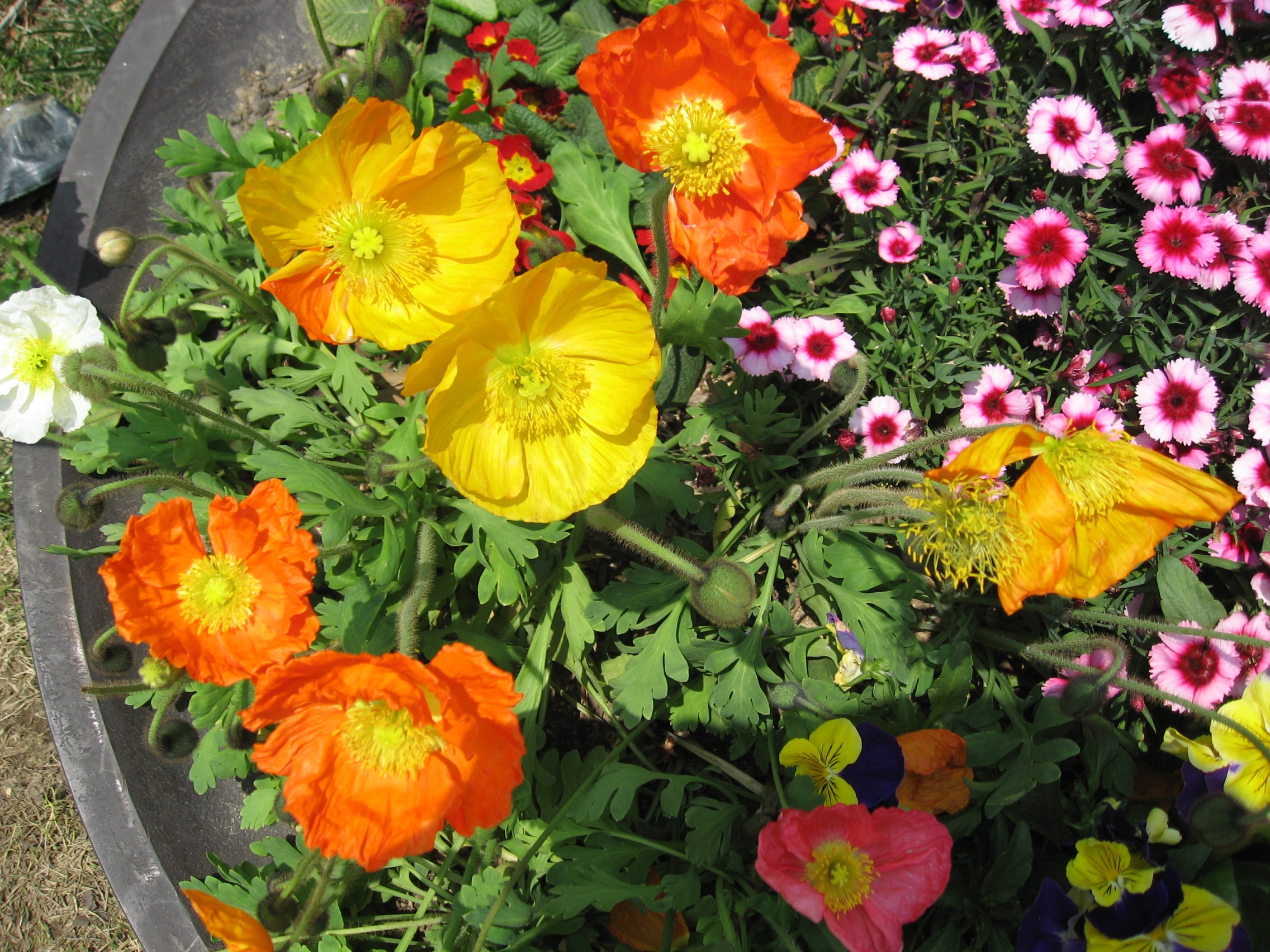 freshness, 1080P, gazania, spring, inflorescence, marigold, day, plant, bouquet, close-up, yellow, multi colored, beauty in nature, high angle view, outdoors, HD Wallpaper