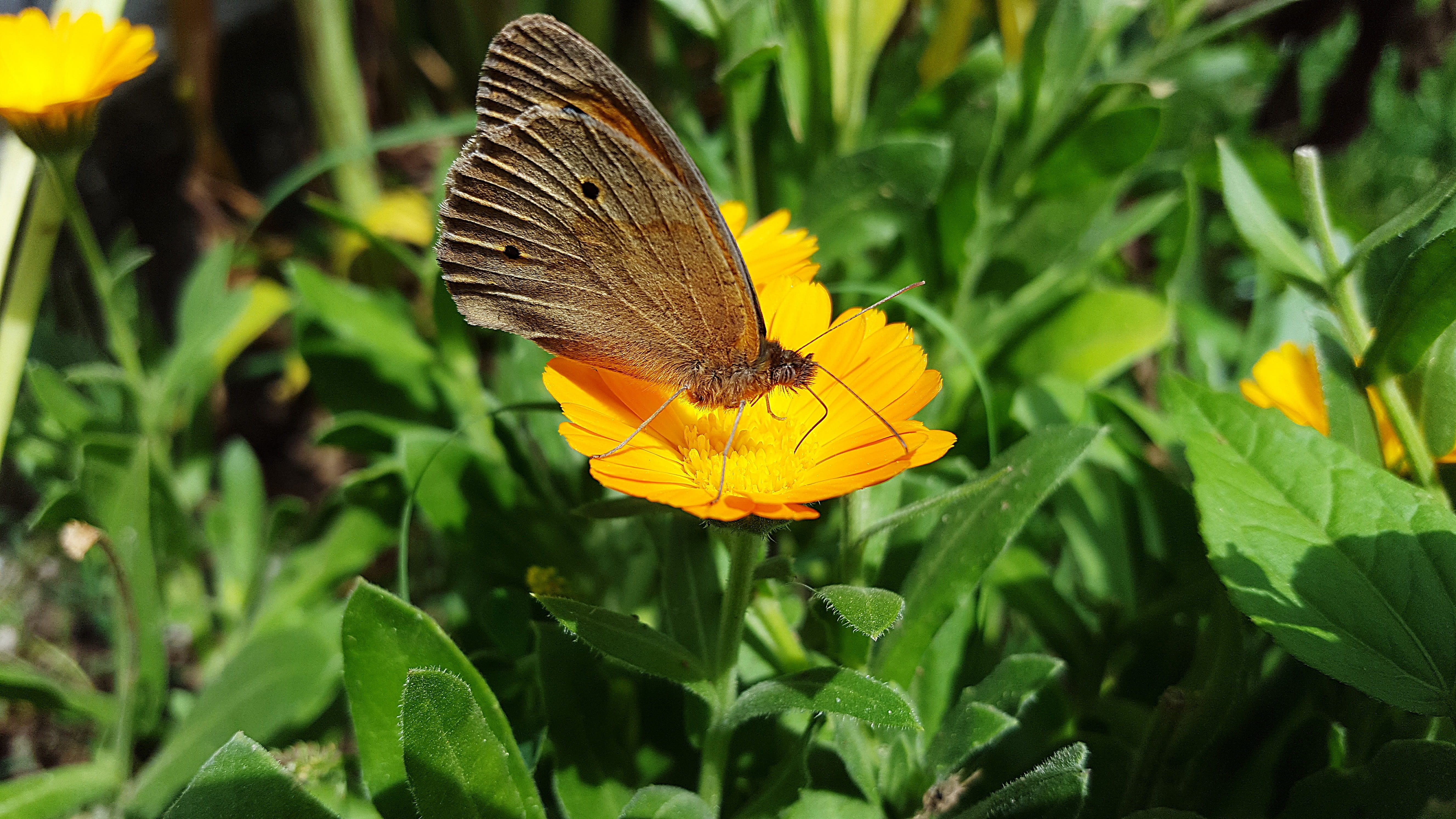 garden marigold, flower, outdoors, flower garden, fragility, scottish marigold, orange flower, beauty in nature, pot marigold, common marigold, yellow, HD Wallpaper