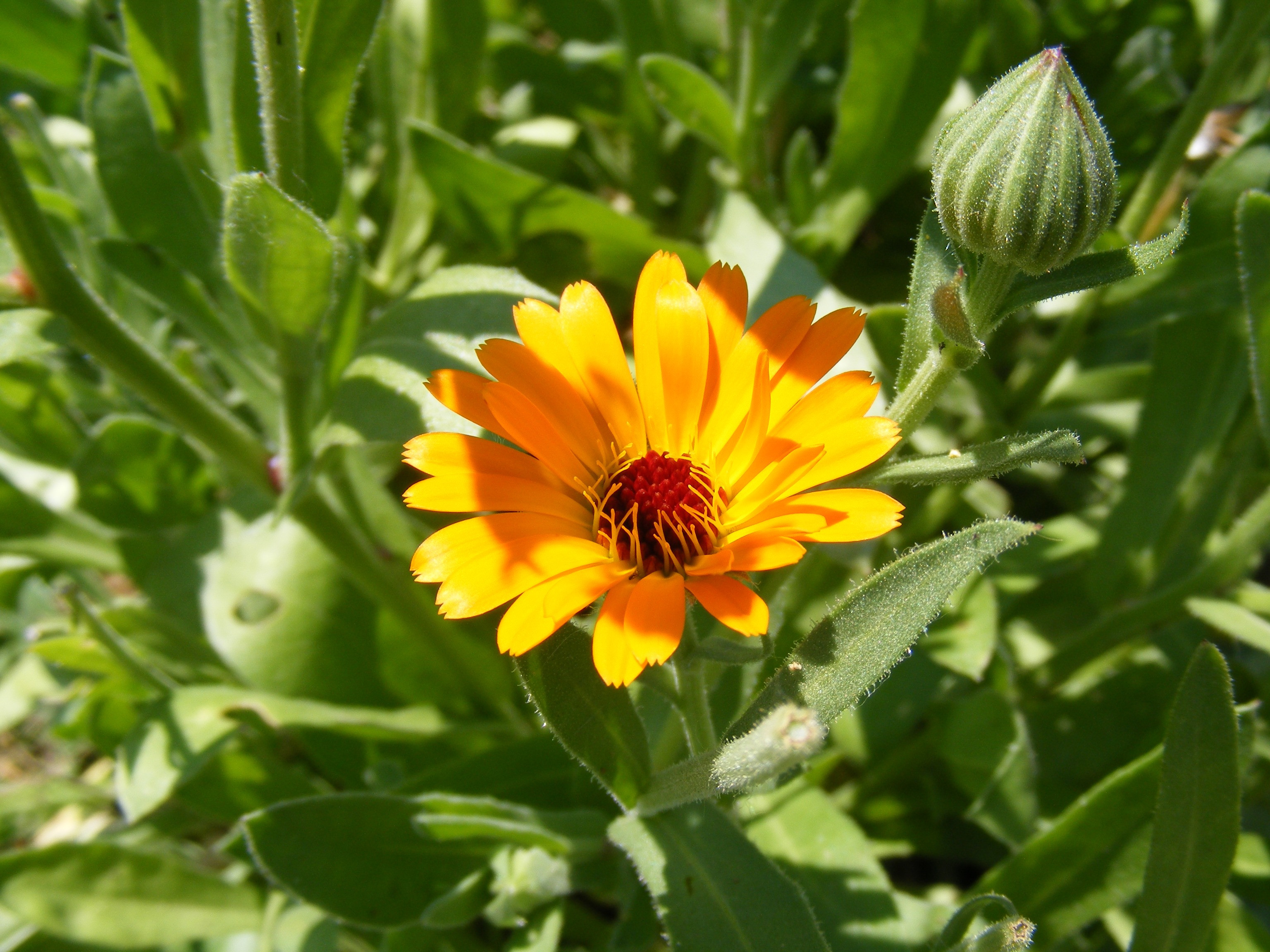 outdoors, growth, yellow, medicinal, beauty in nature, inflorescence, antiseptic, sunflower, herb, nature, focus on foreground, pot, leaf, plants, flowers, HD Wallpaper