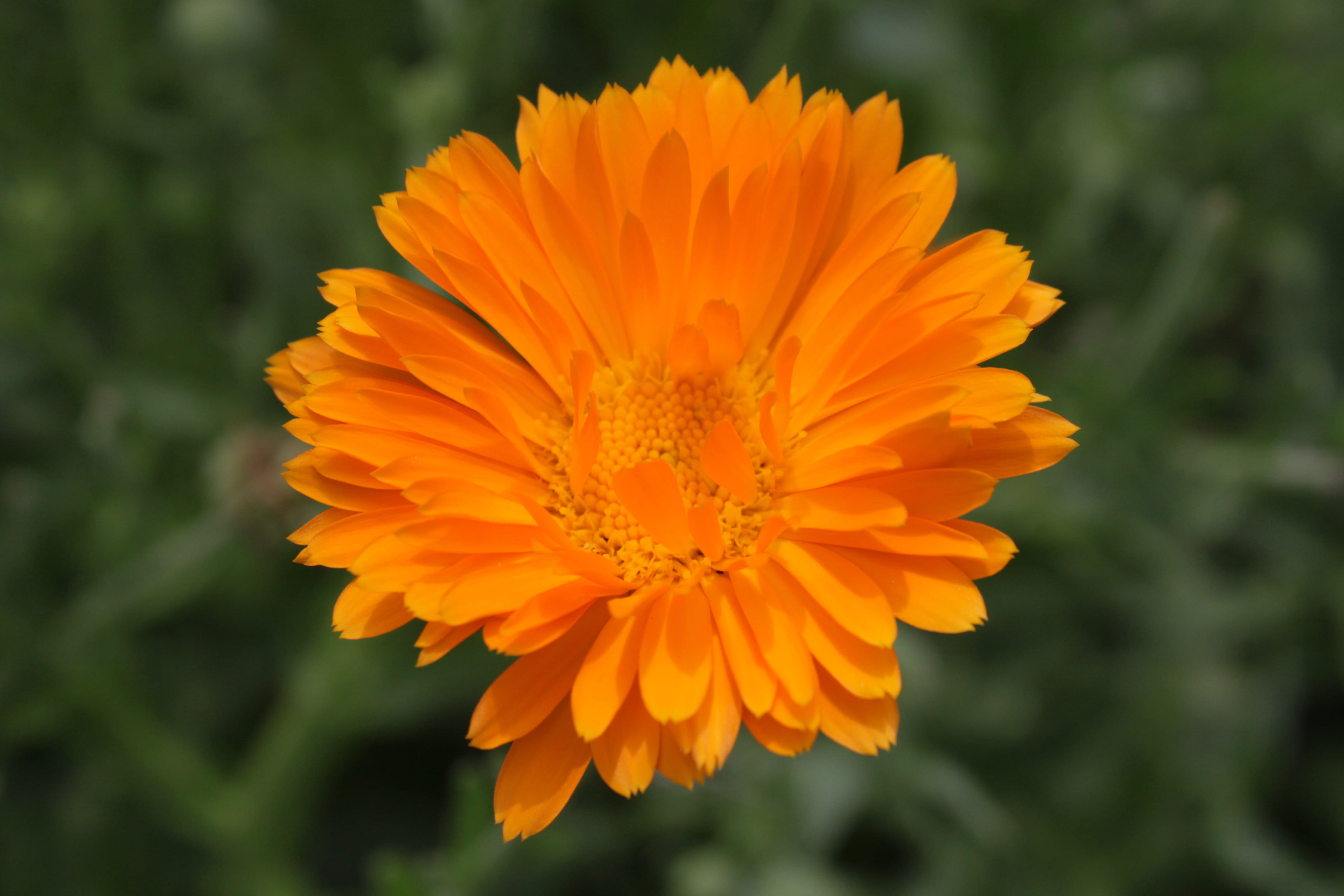 Calendula, flowering plant, Gerbera, pollen, plants, officinalis, beauty in nature, no people, plant, nature, gazania, Close-Up, flower head, growth, pot, HD Wallpaper