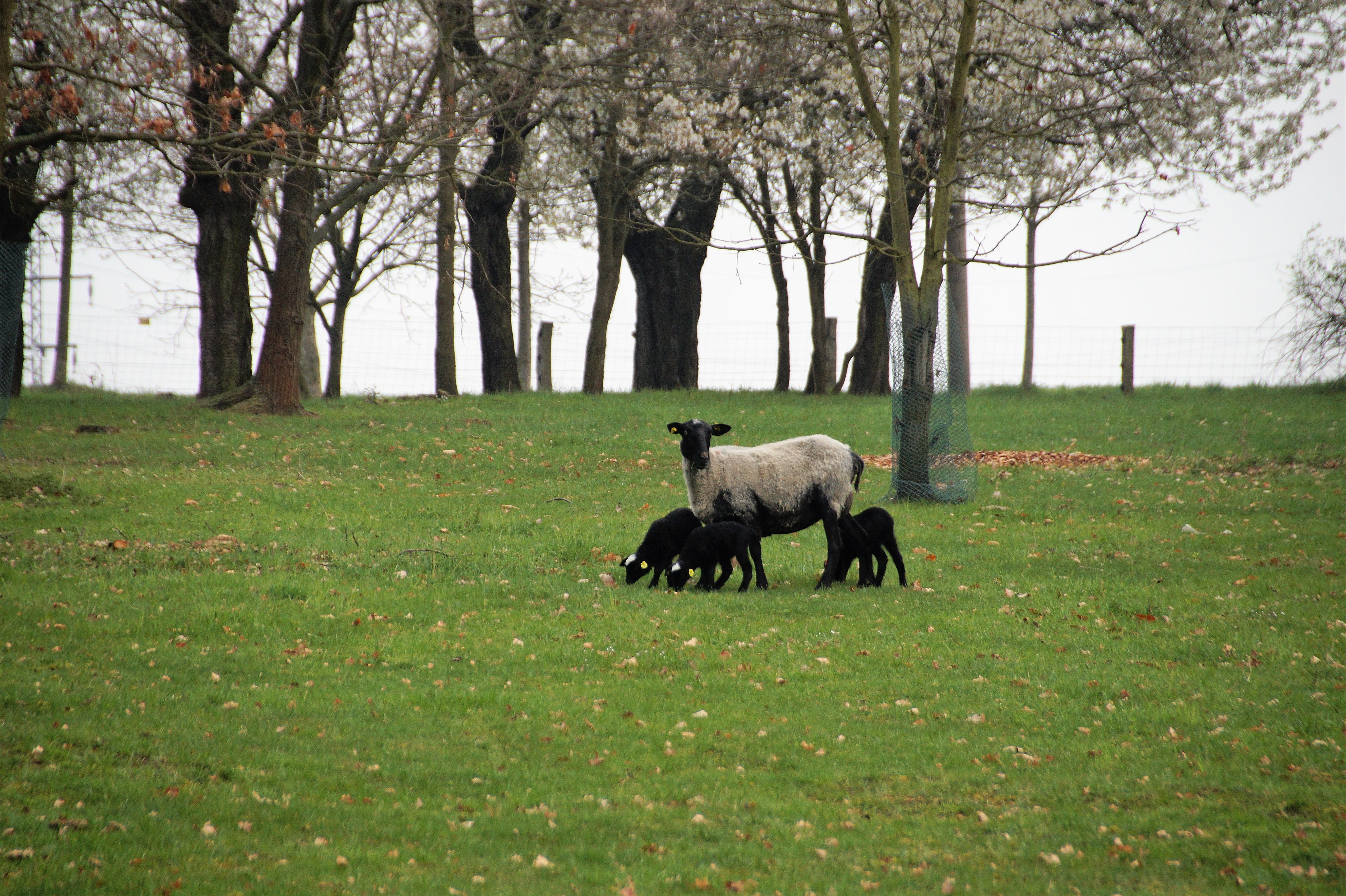pasture, animal, growth, field, grass, nature, cub, no people, animal themes, suffolk, sheep, horse, spring, head, mammal, farm, plant, born, vertebrate, HD Wallpaper