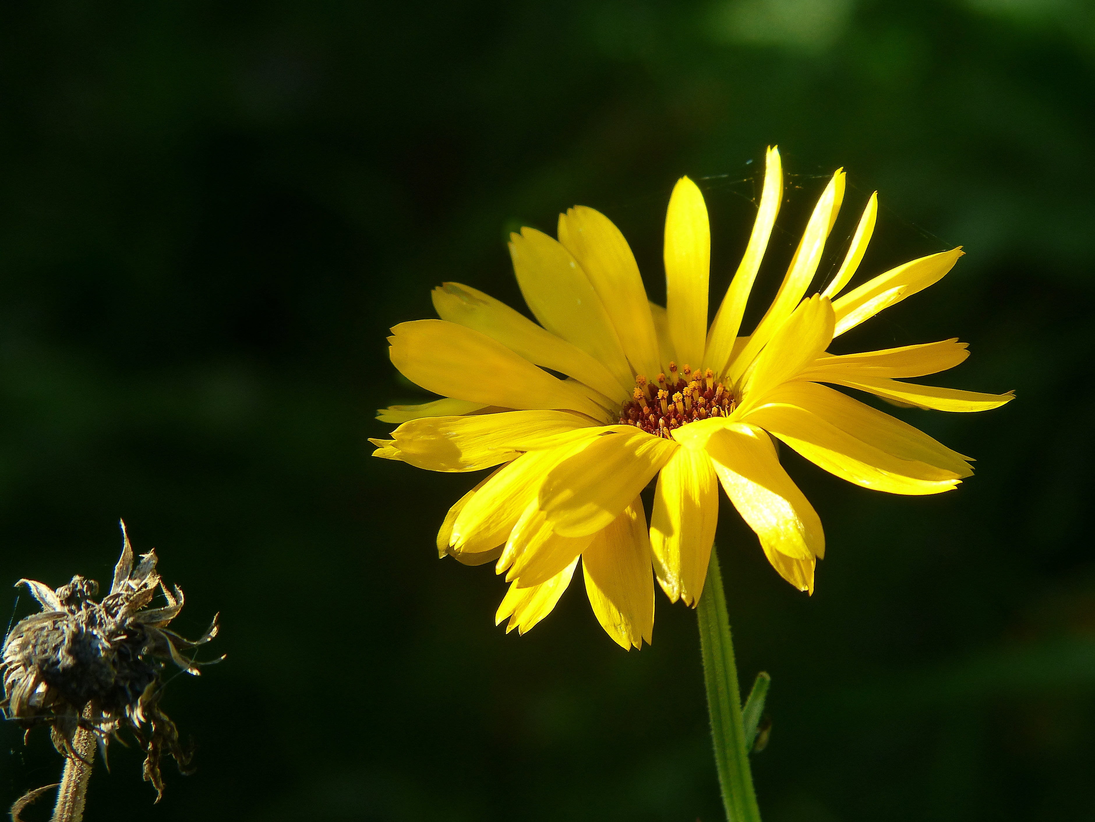 flower meadow, flowering plant, inflorescence, close-up, day, flower, orange, beauty in nature, growth, petaled, fragility, composites, calendula officinalis, HD Wallpaper