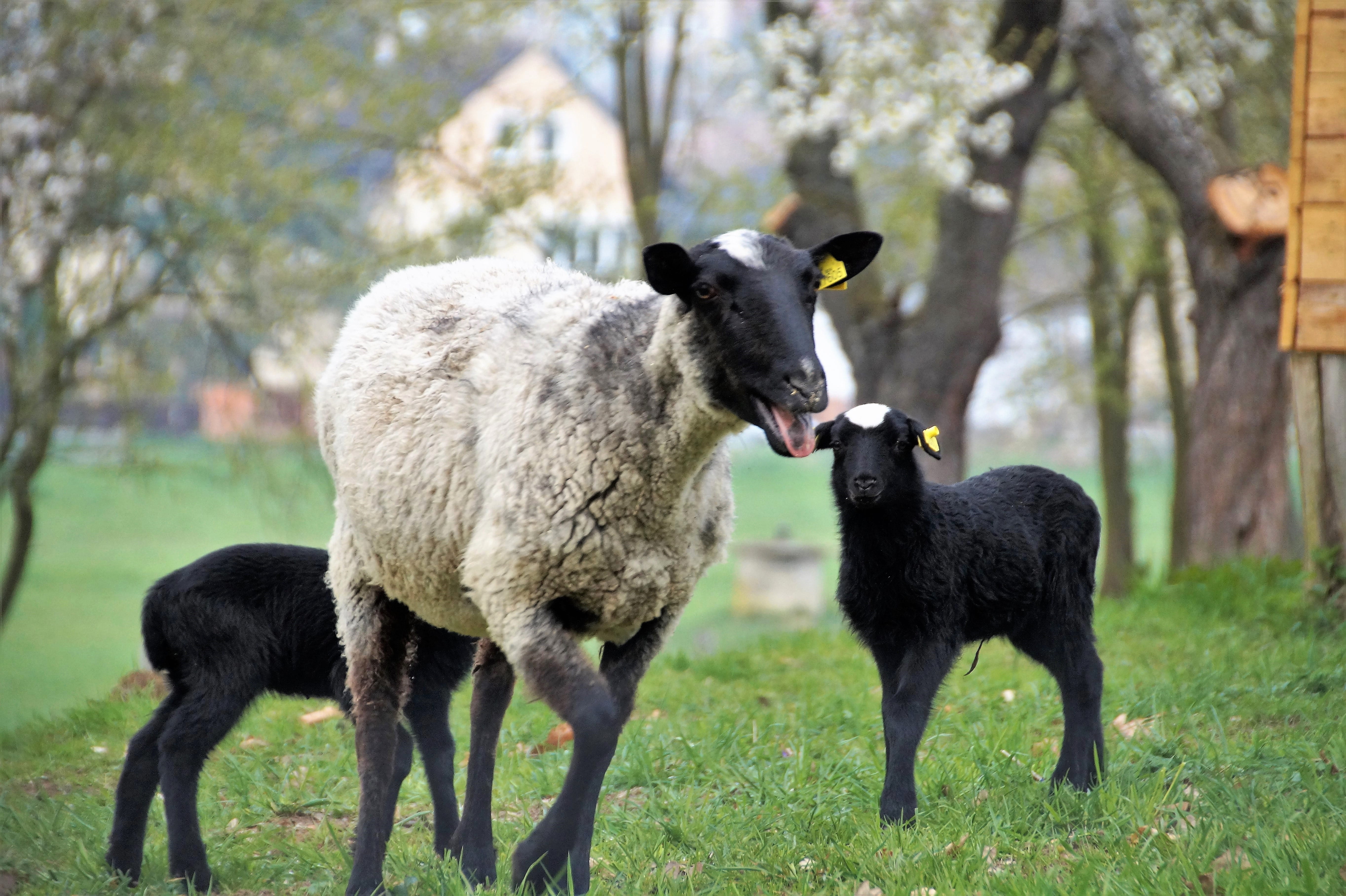 5K, standing, livestock, pets, land, day, two animals, born, group of animals, cub, breeding, vertebrate, suffolk, grass, pasture, animal family, plant, HD Wallpaper