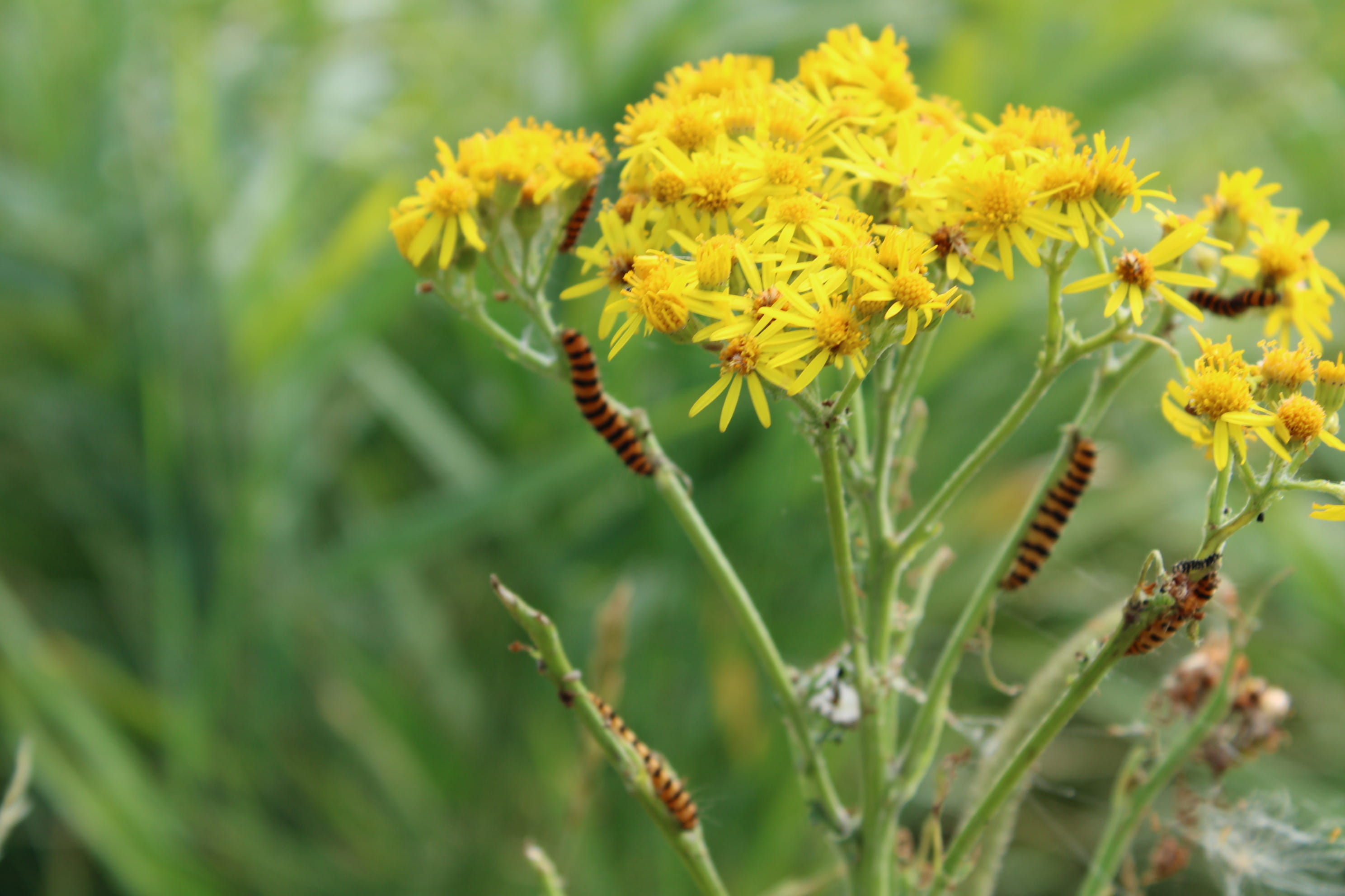 inflorescence, flower, nature, flowers, fragility, freshness, day, yellow, beauty in nature, selective focus, summer, pollination, vulnerability, petal, HD Wallpaper