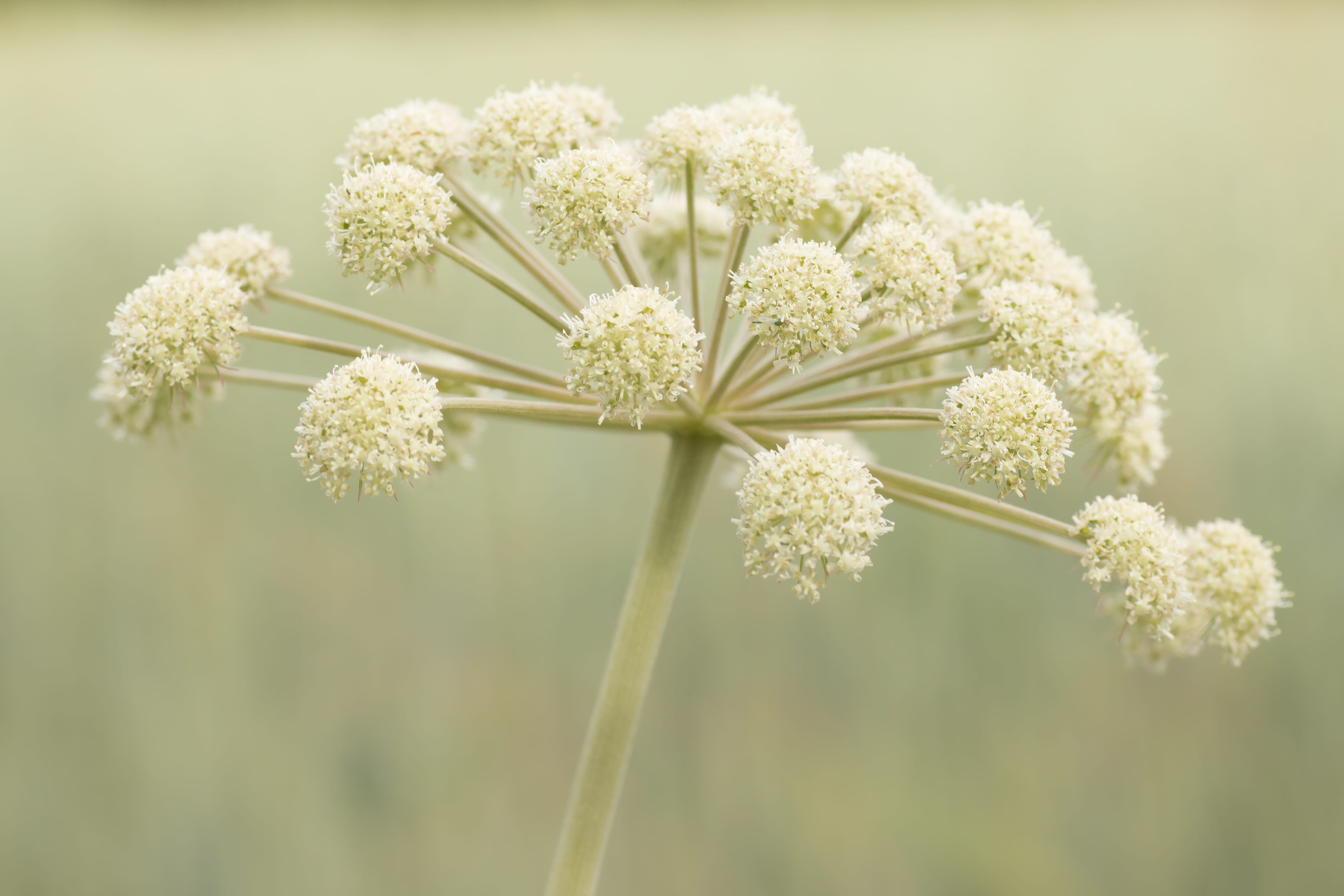 finland, plant, umbrella florescence, peaceful, white color, alajärvi, suomi, focus on foreground, plant stem, white, vulnerability, freshness, flower arrangement, HD Wallpaper