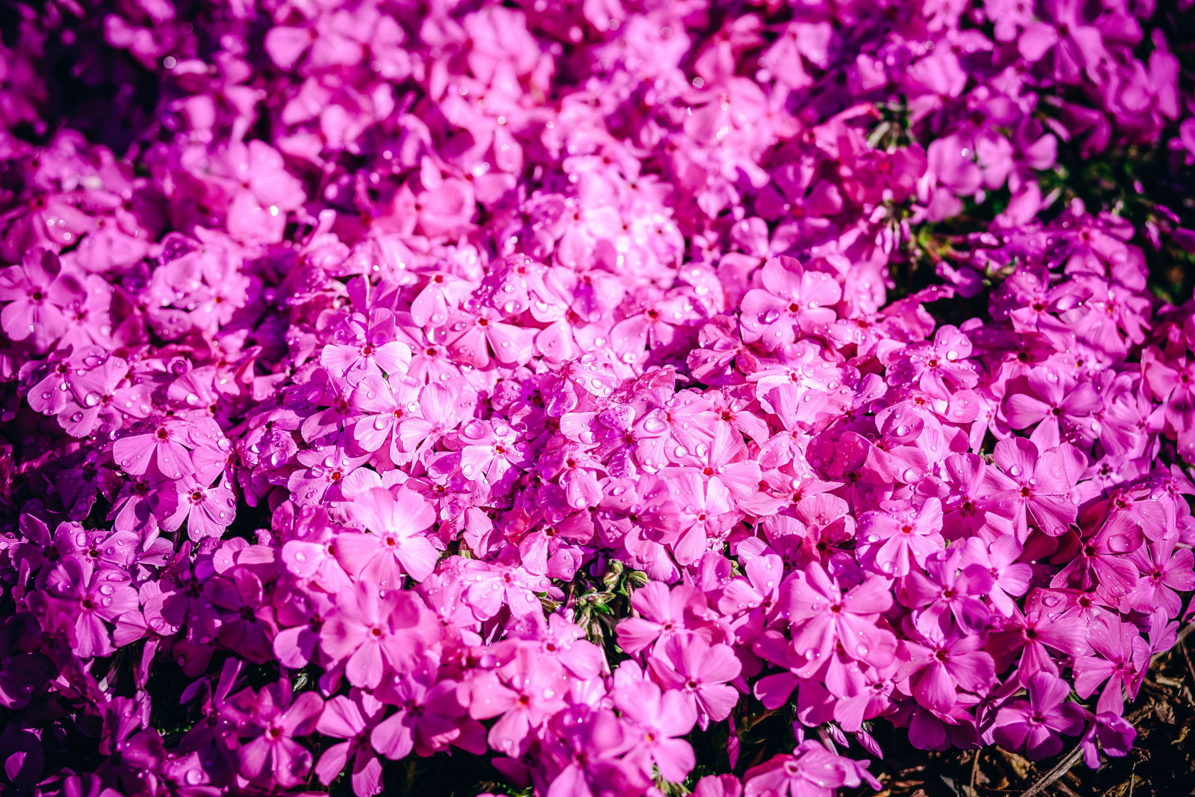 dark, botany, blossoming, backgrounds, creative, field, branch, vulnerability, purple, bright, petal, bush, bunch of flowers, freshness, flora, beautiful, HD Wallpaper