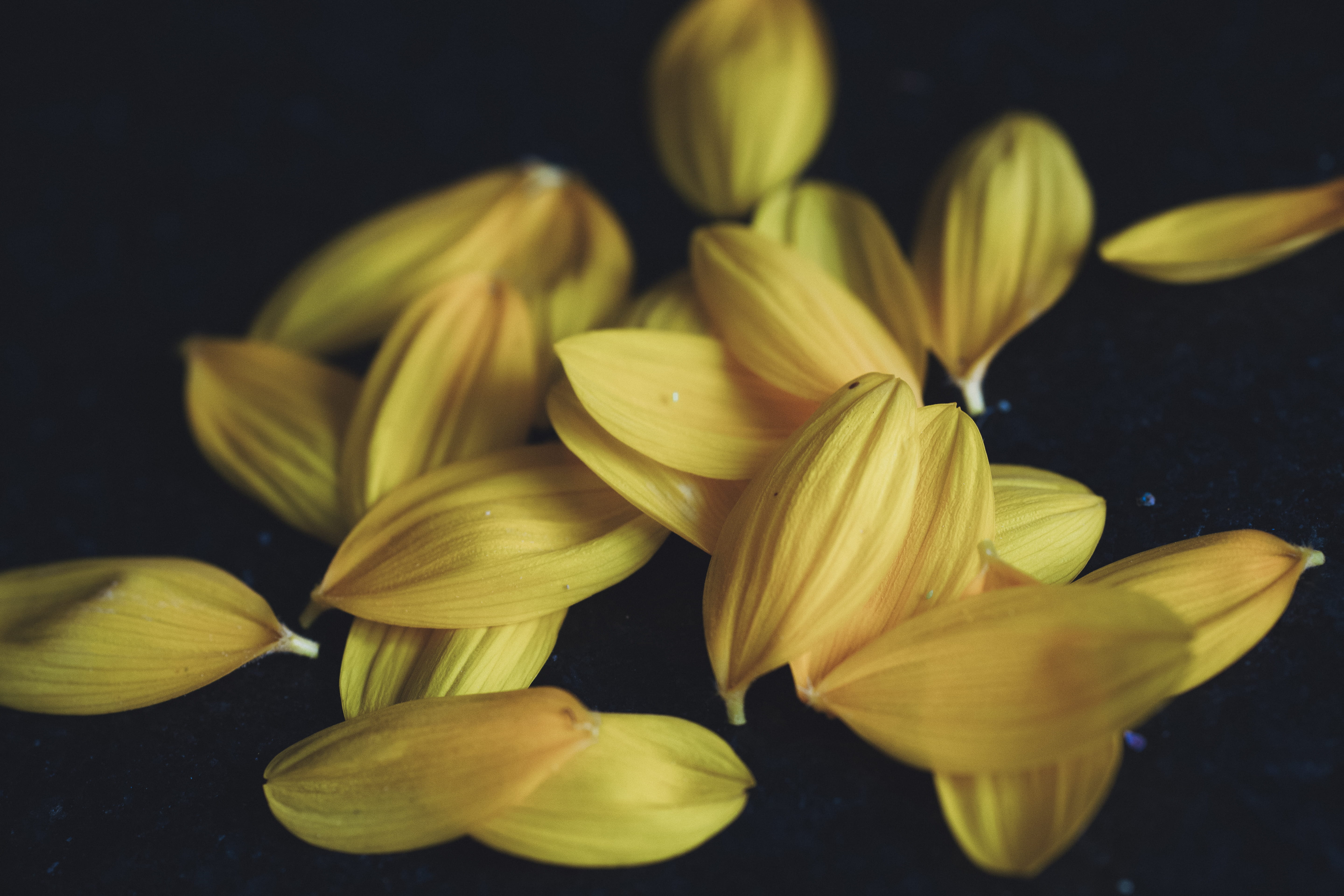 flora, brown, plant, fantasy, closeup, soft focus, flowering plant, floral, vulnerability, fragility, colors, flower, nature, forest, colorful, growth, HD Wallpaper