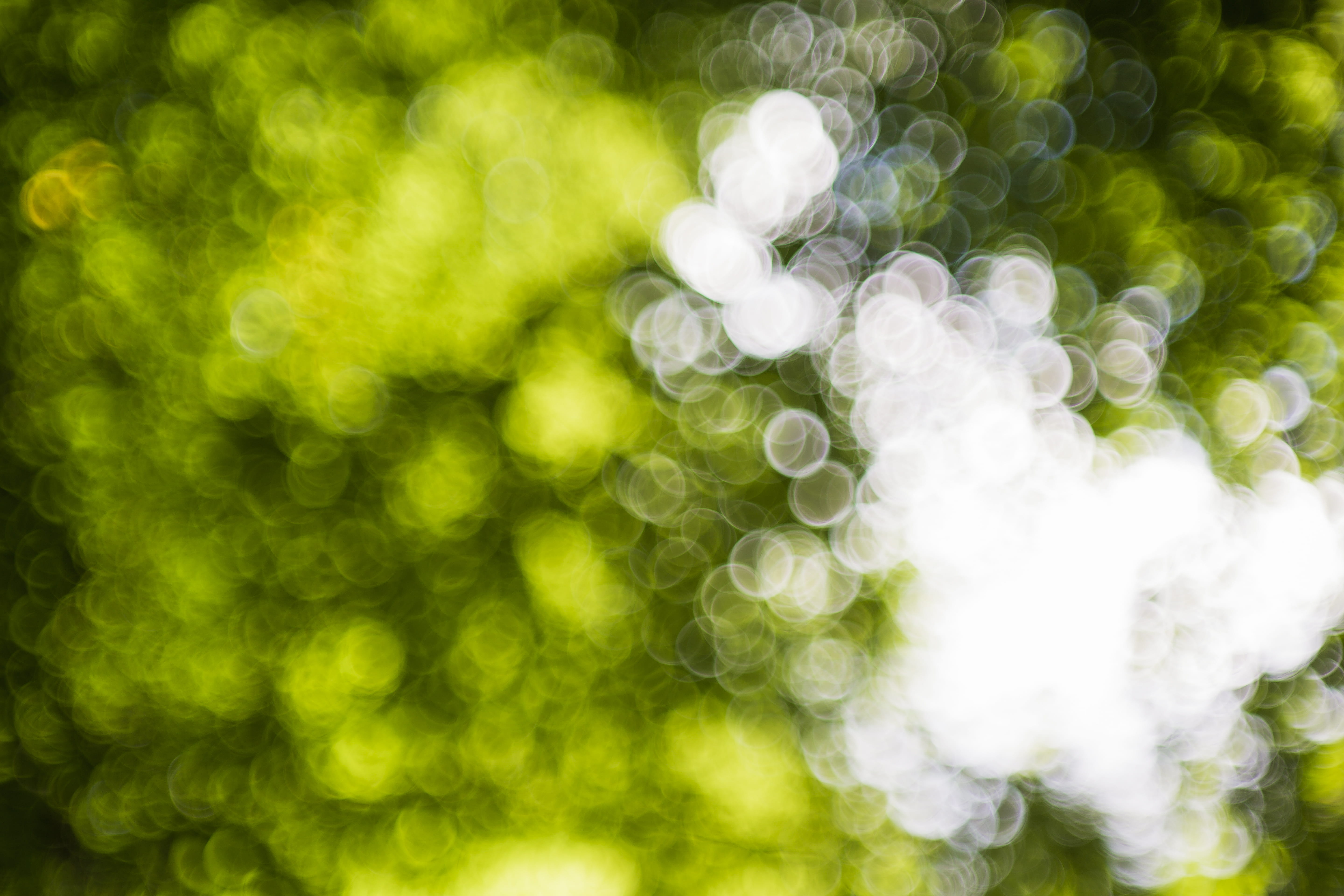 blossom, defocused, white color, green color, atzelsberg, germany, no people, vulnerability, bloom, closeup, bright, color, textured effect, selective focus, HD Wallpaper