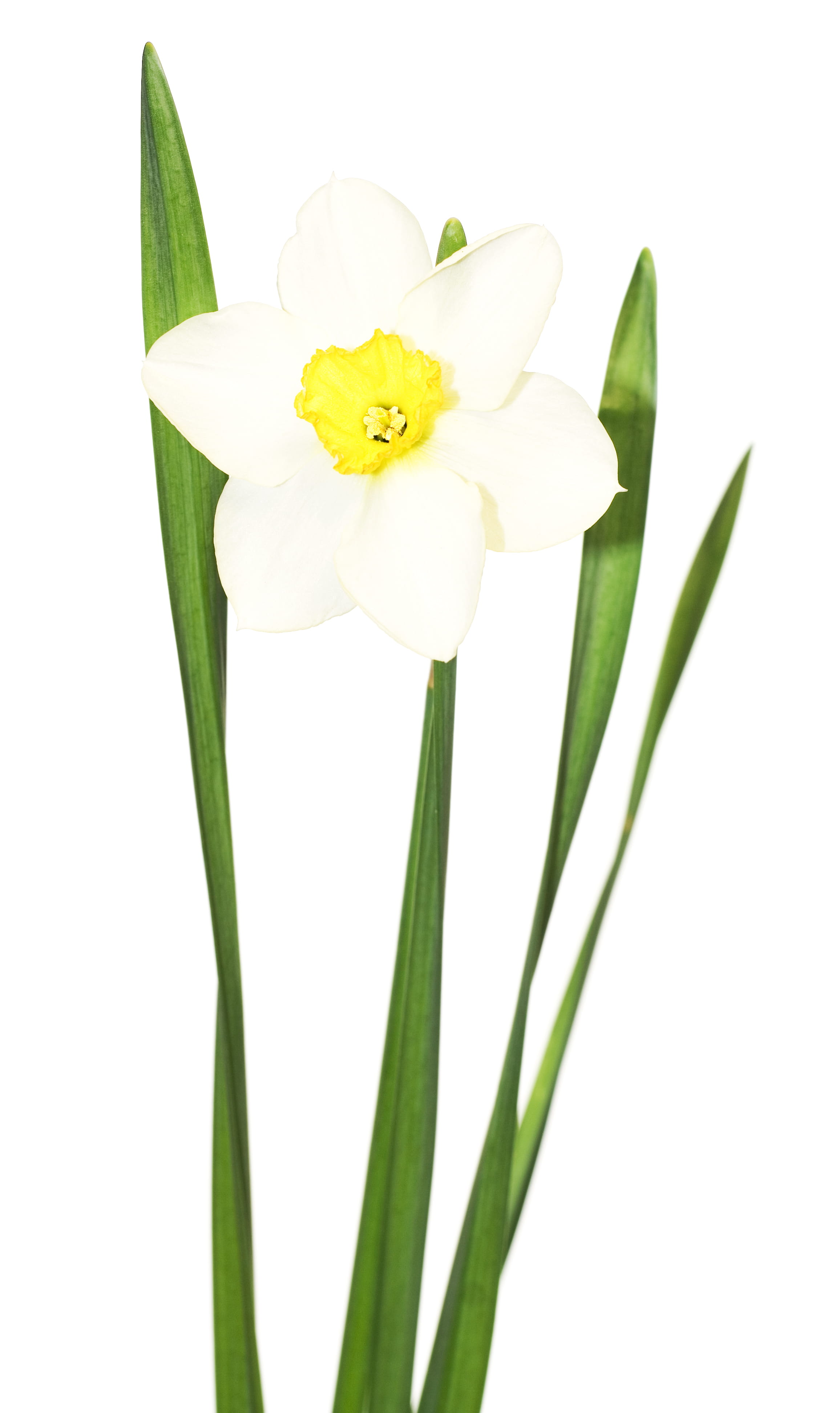 summer, beauty in nature, petal, no people, blossom, fragility, flower head, isolated, cut out, flowerarrangemen, close-up, white, inflorescence, background, Phone HD Wallpaper