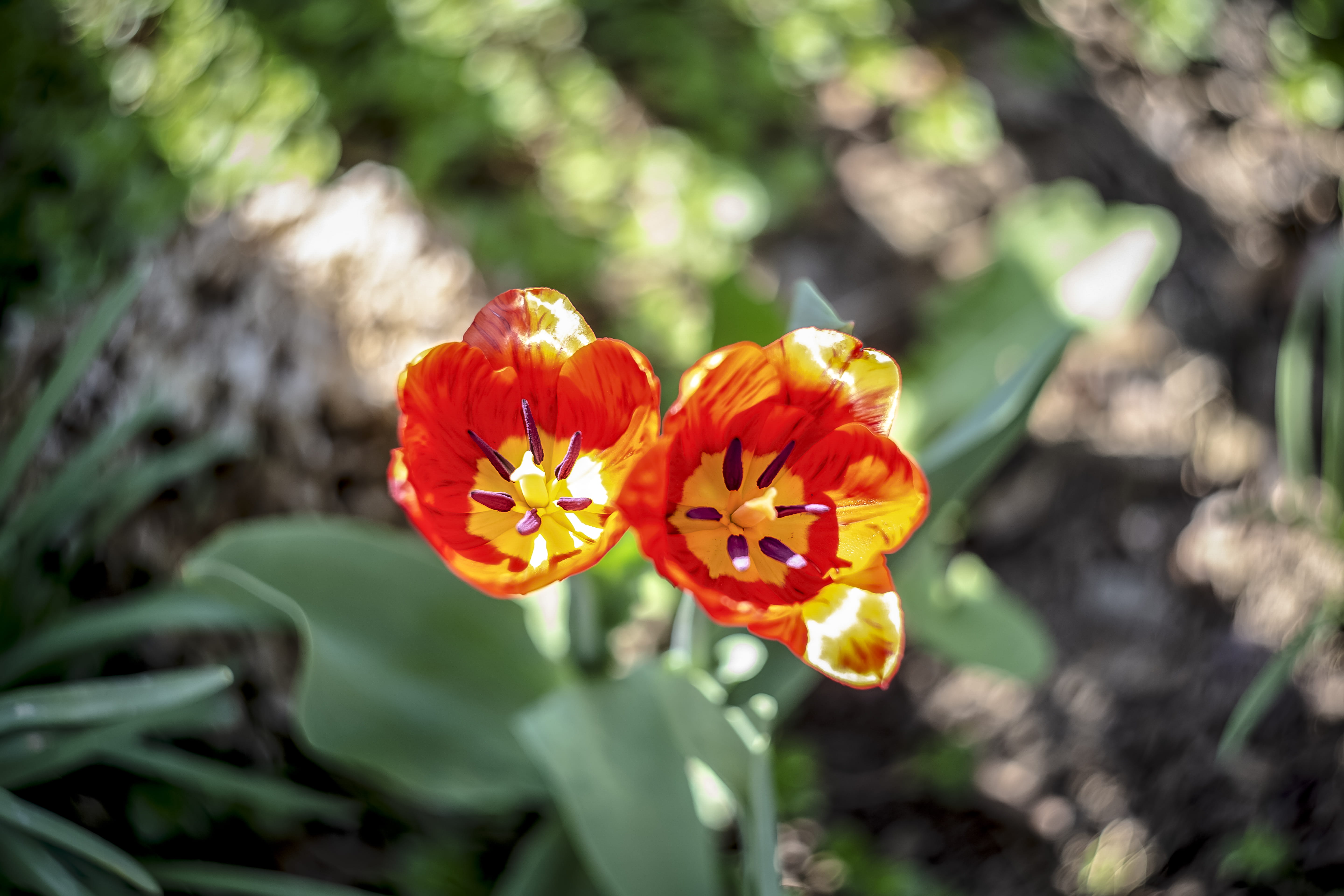 flowers, brown, green, swirley, day, nature, ground, space, beauty, no people, petal, florescence, fantasy, color, garden, season, blooming, wild, flower, HD Wallpaper