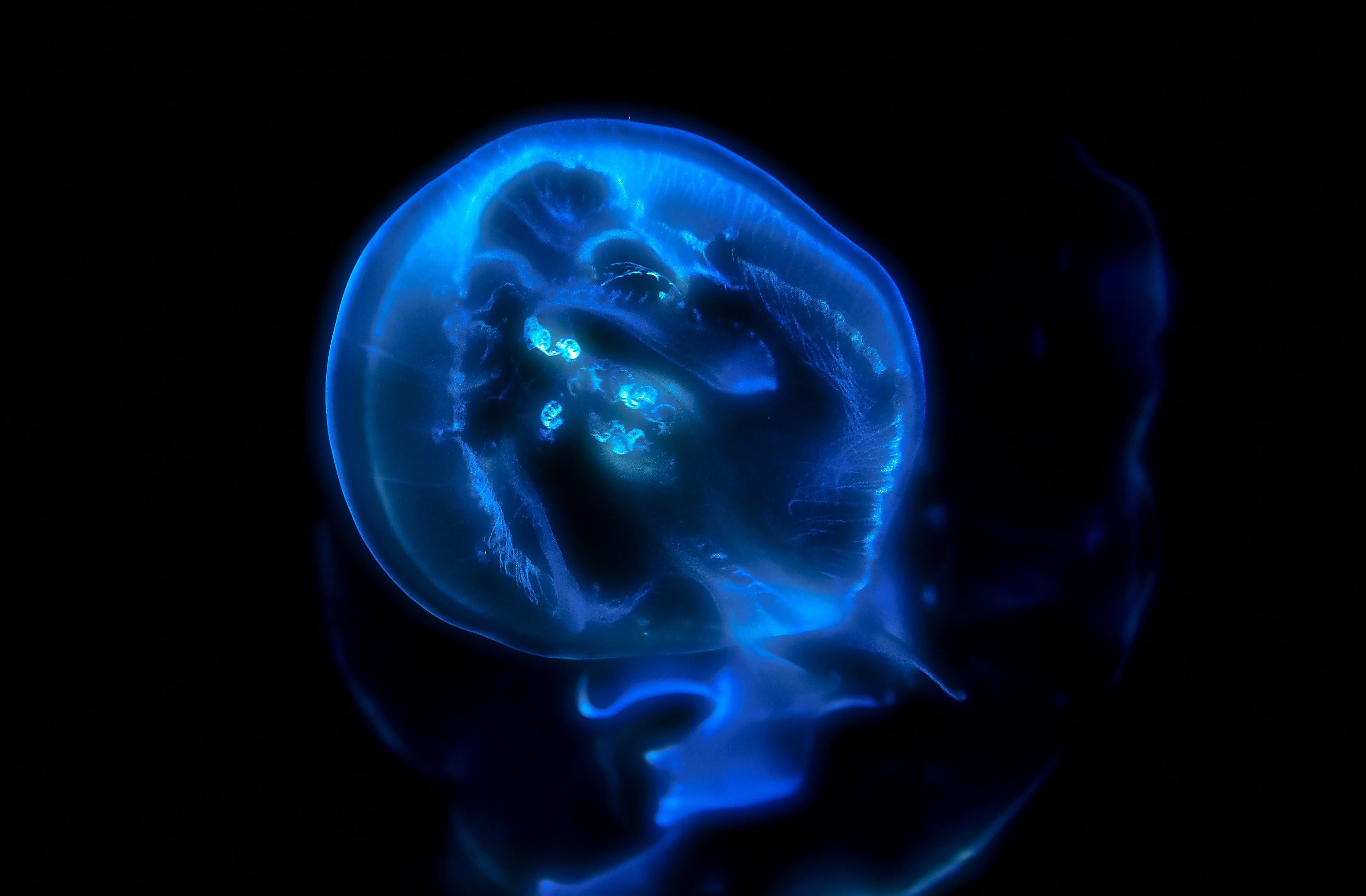 2K, close-up, healthcare and medicine, art, medical x-ray, abstract, body part, life, indoors, black, florescent, blue, glowing, black background, science, HD Wallpaper