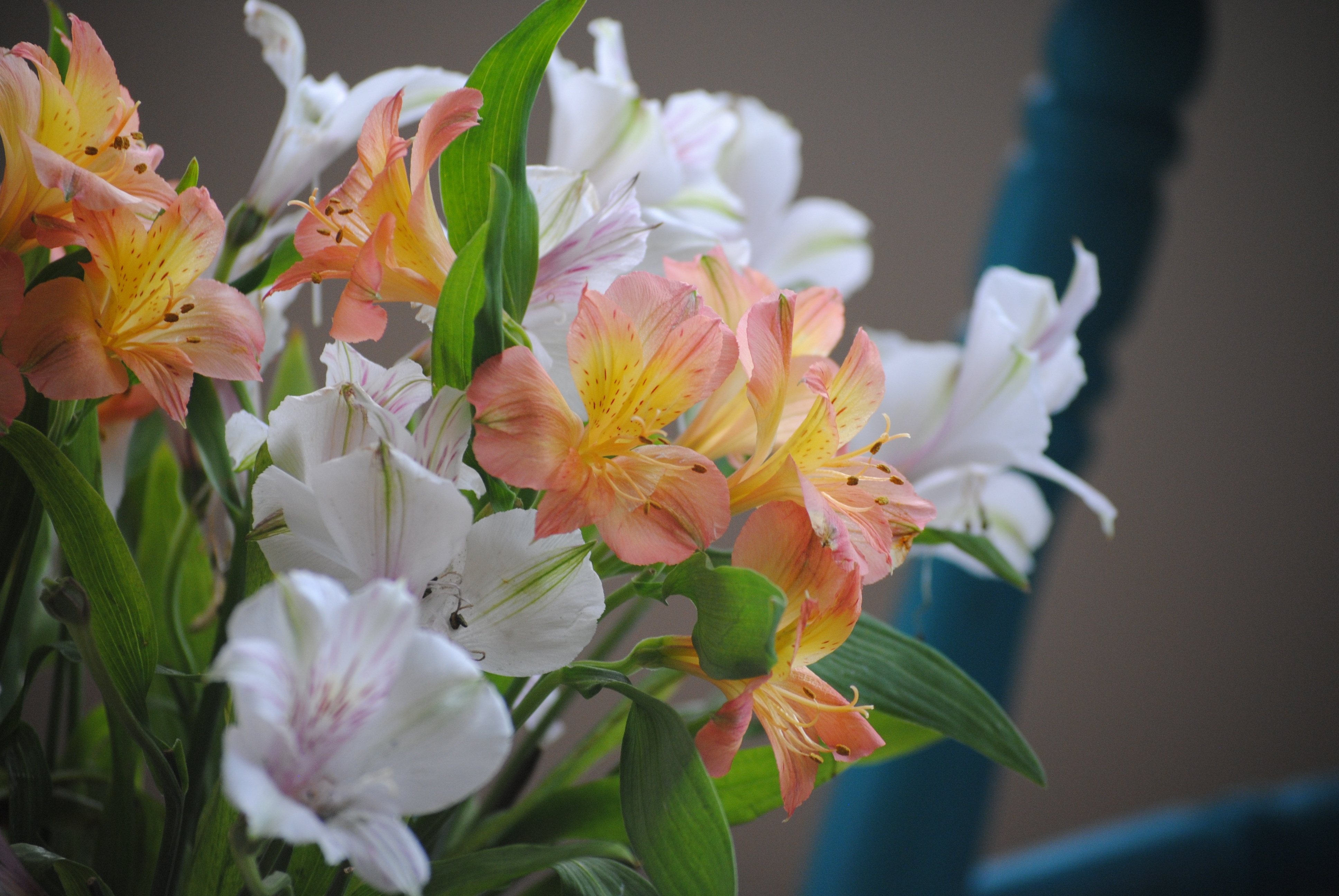 white, vulnerability, nature, 4K, selective focus, fragility, bloom, growth, love, selective, flowers, focus, focus on foreground, bouquet, fresh, season, HD Wallpaper