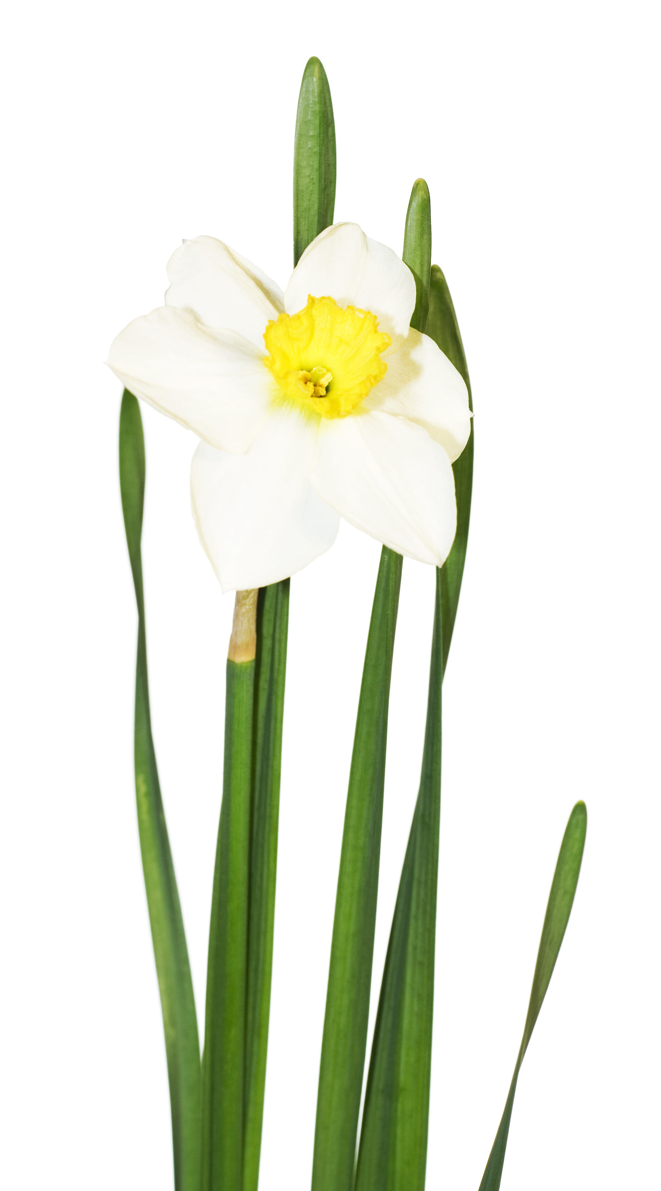 growth, flower, cut out, fragility, background, pollen, florescence, isolated, vulnerability, bloom, 4K, yellow, close-up, green color, white background, Phone HD Wallpaper