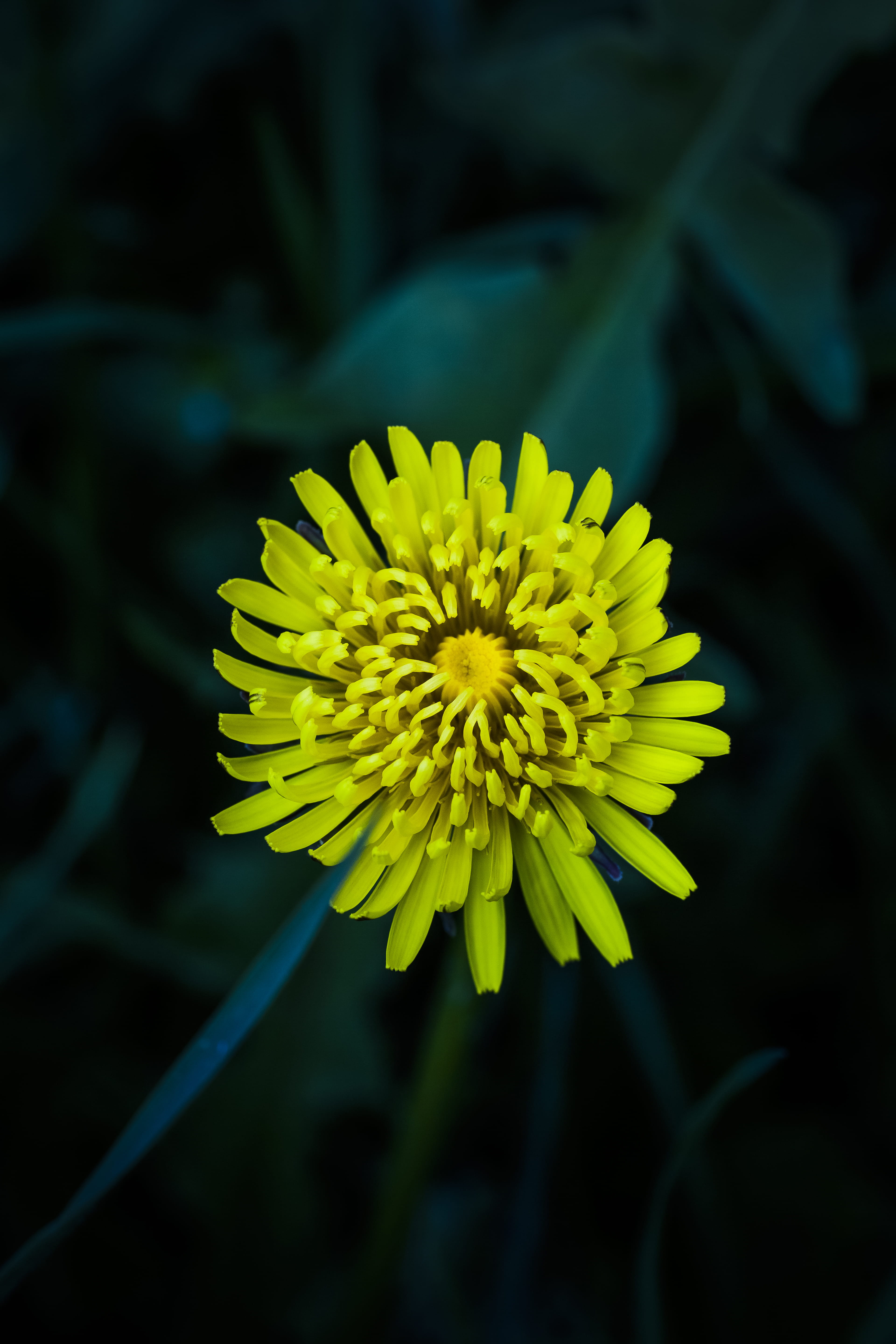 brown, flora, freshness, countryside, botany, bright, bunch, 5K, florescence, bloom, outdoors, floral, beautiful, day, flower head, colour, colors, growth, Phone HD Wallpaper