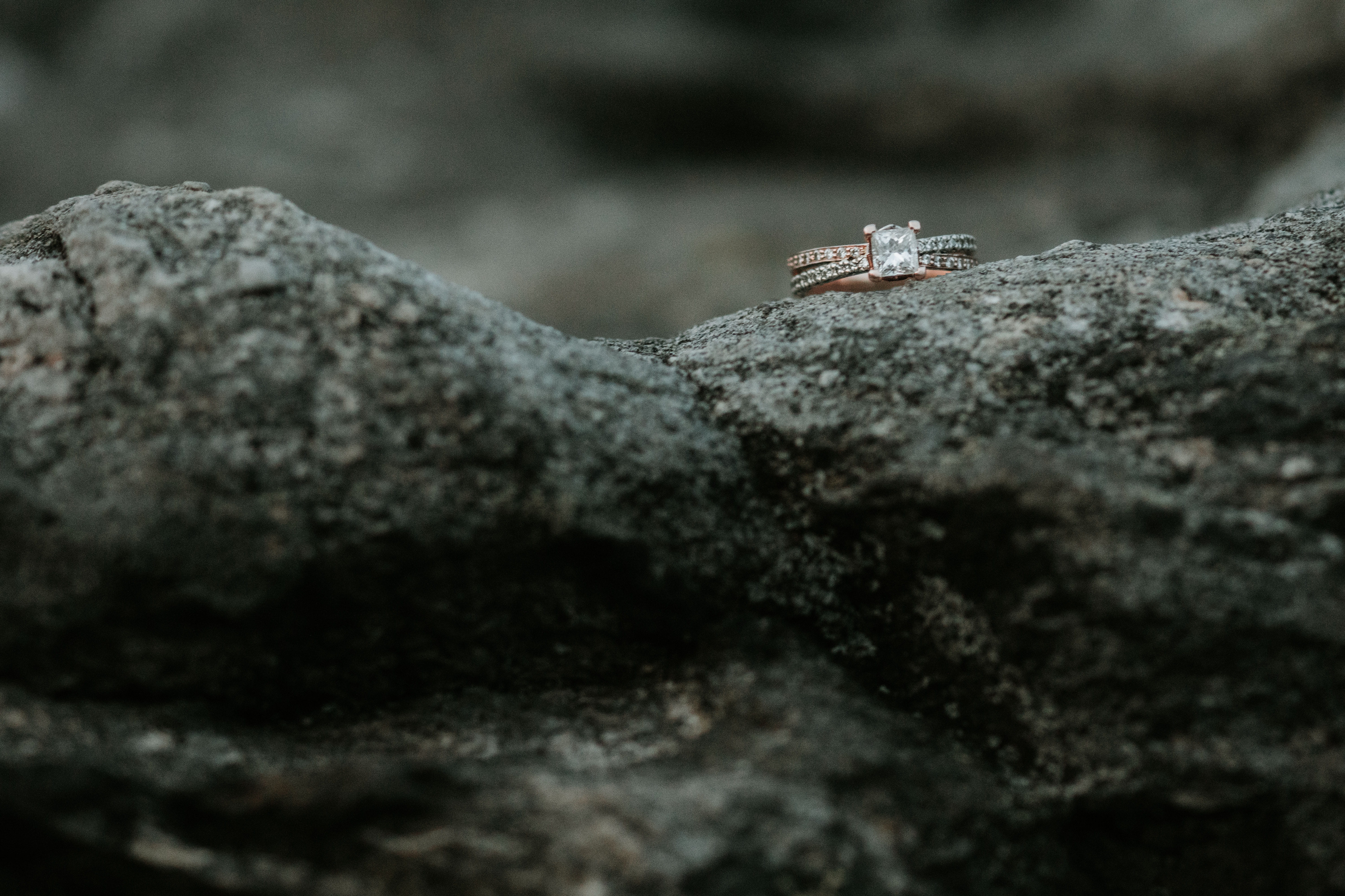 modern, ring, iguana, photo, silver, lizard, colored, no people, animal themes, outdoors, tree, animal wildlife, animal, small, plant, marriage, insect, HD Wallpaper