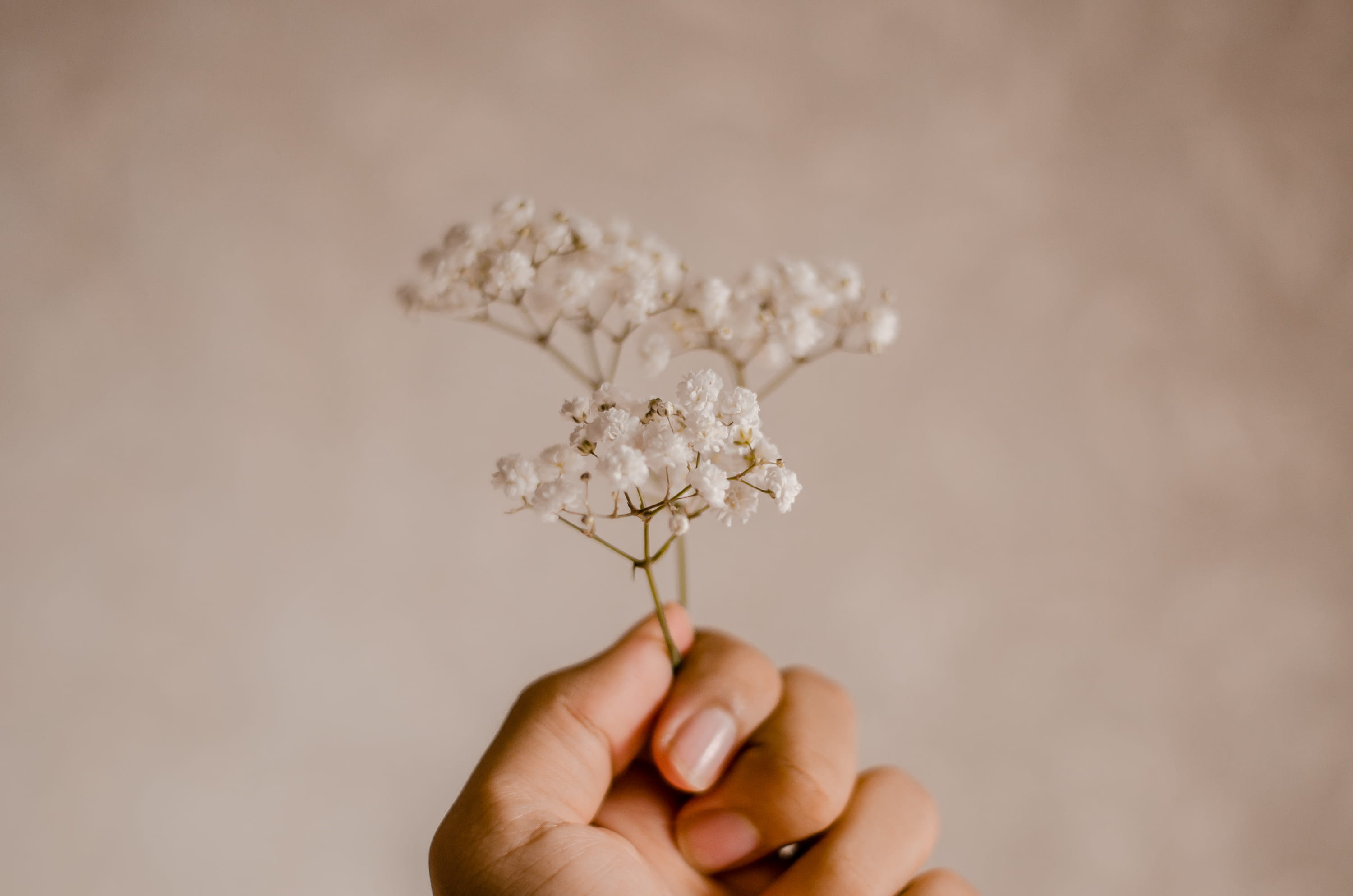 freshness, girl, light, food and drink, beige background, encrusted, flowers, studio shot, plant, human body part, human limb, finger, flora, little, close-up, HD Wallpaper
