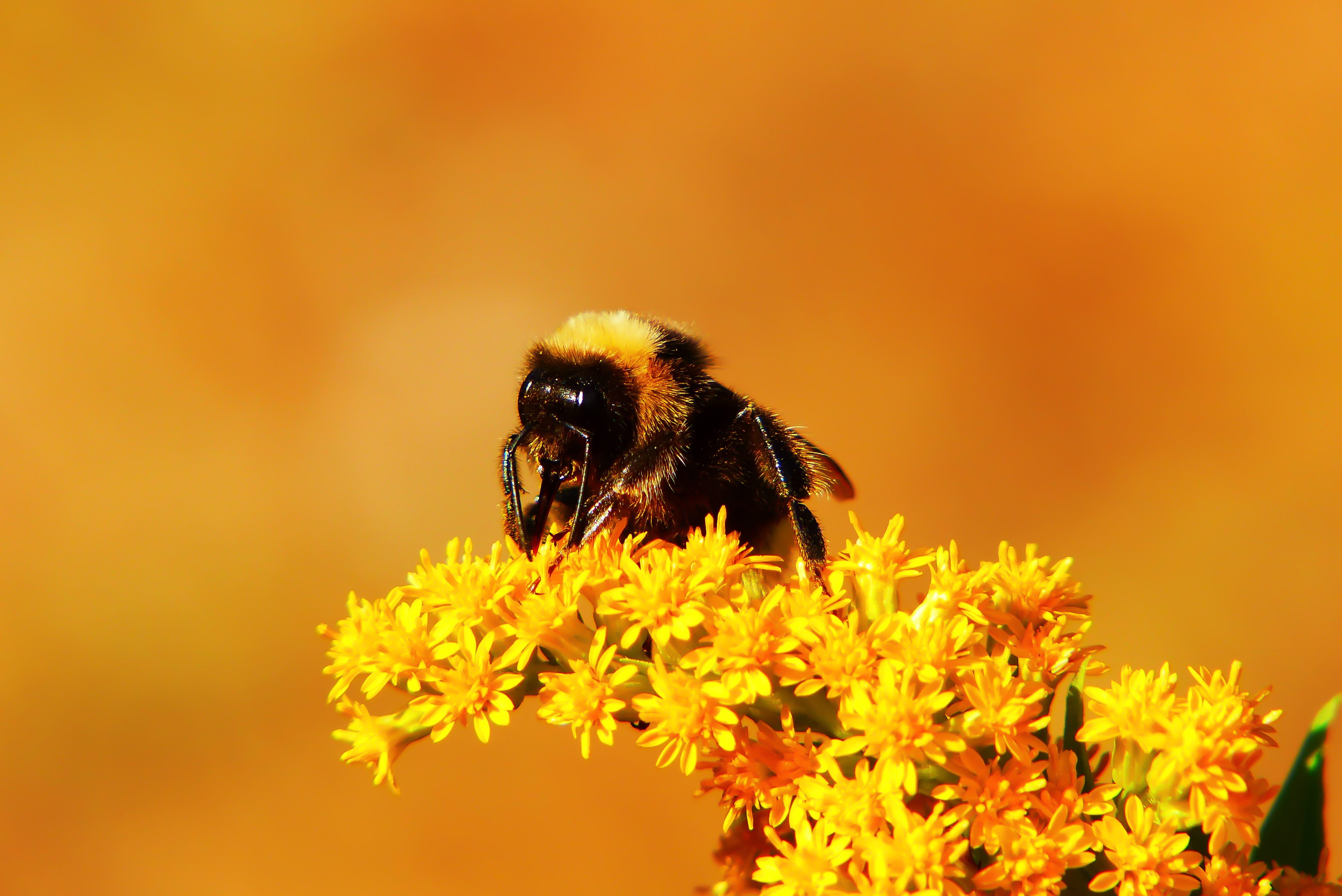 yellow, fragility, invertebrate, beauty in nature, pollination, flowering plant, bumblebee, animals in the wild, vulnerability, no people, animal, flower head, HD Wallpaper