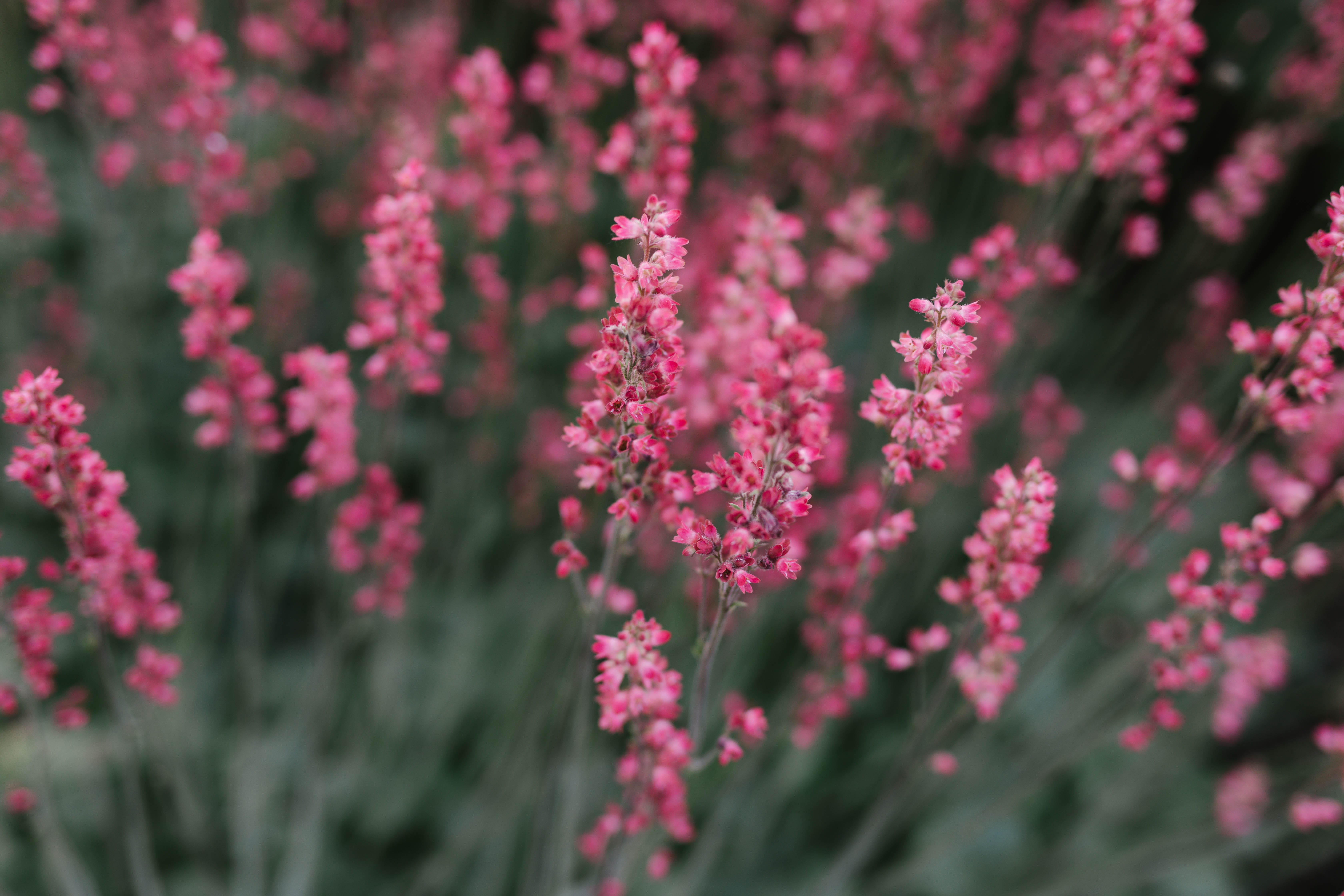 pink color, flowers, plant, vulnerability, inflorescence, petal, nature, outdoors, day, beauty in nature, 5K, bed, springtime, growth, flower head, close-up, HD Wallpaper