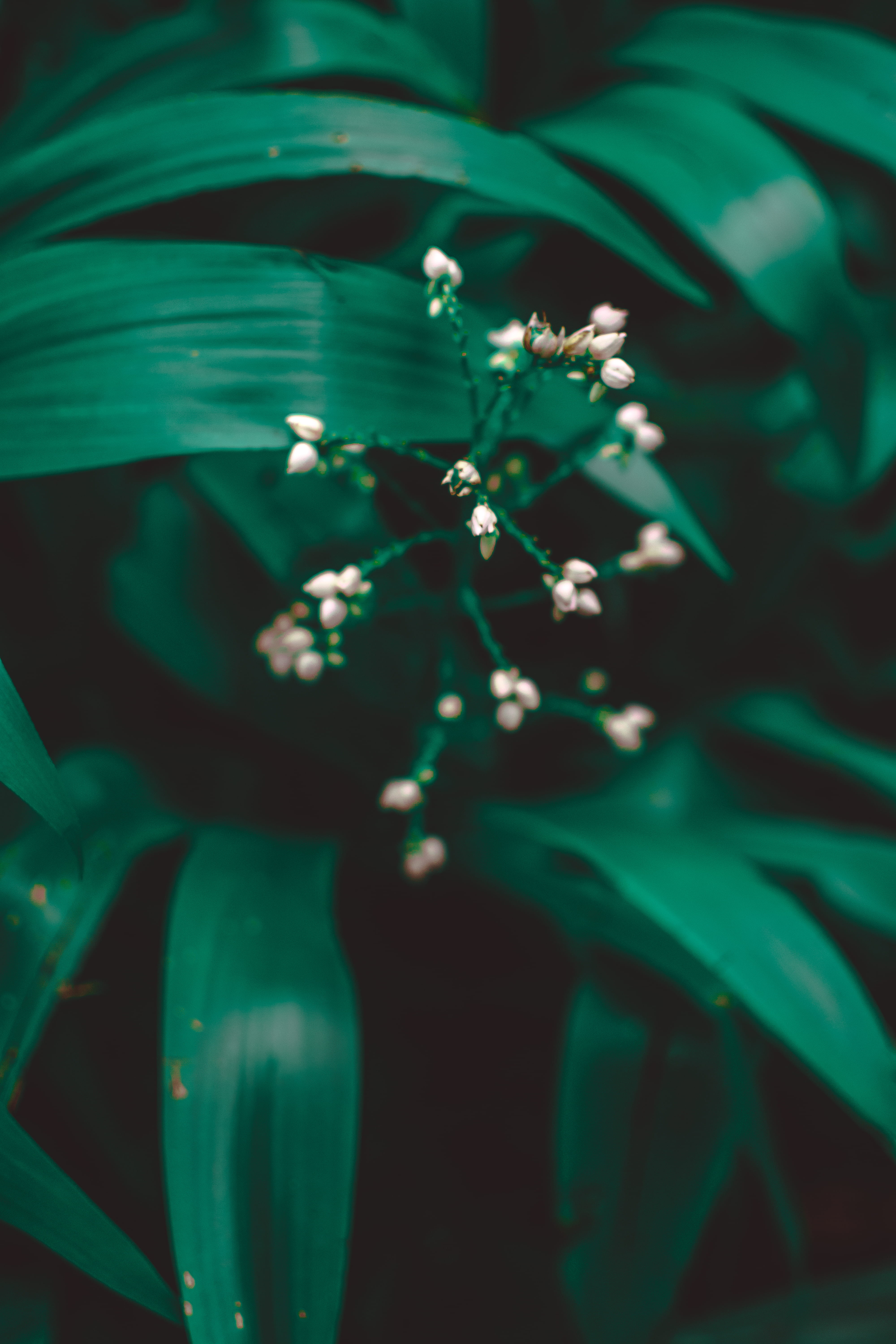 close, outdoors, fragility, beauty in nature, 5K, beautiful, growth, blooming, blossom, flowering plant, color, plant part, animal wildlife, flora, Phone HD Wallpaper