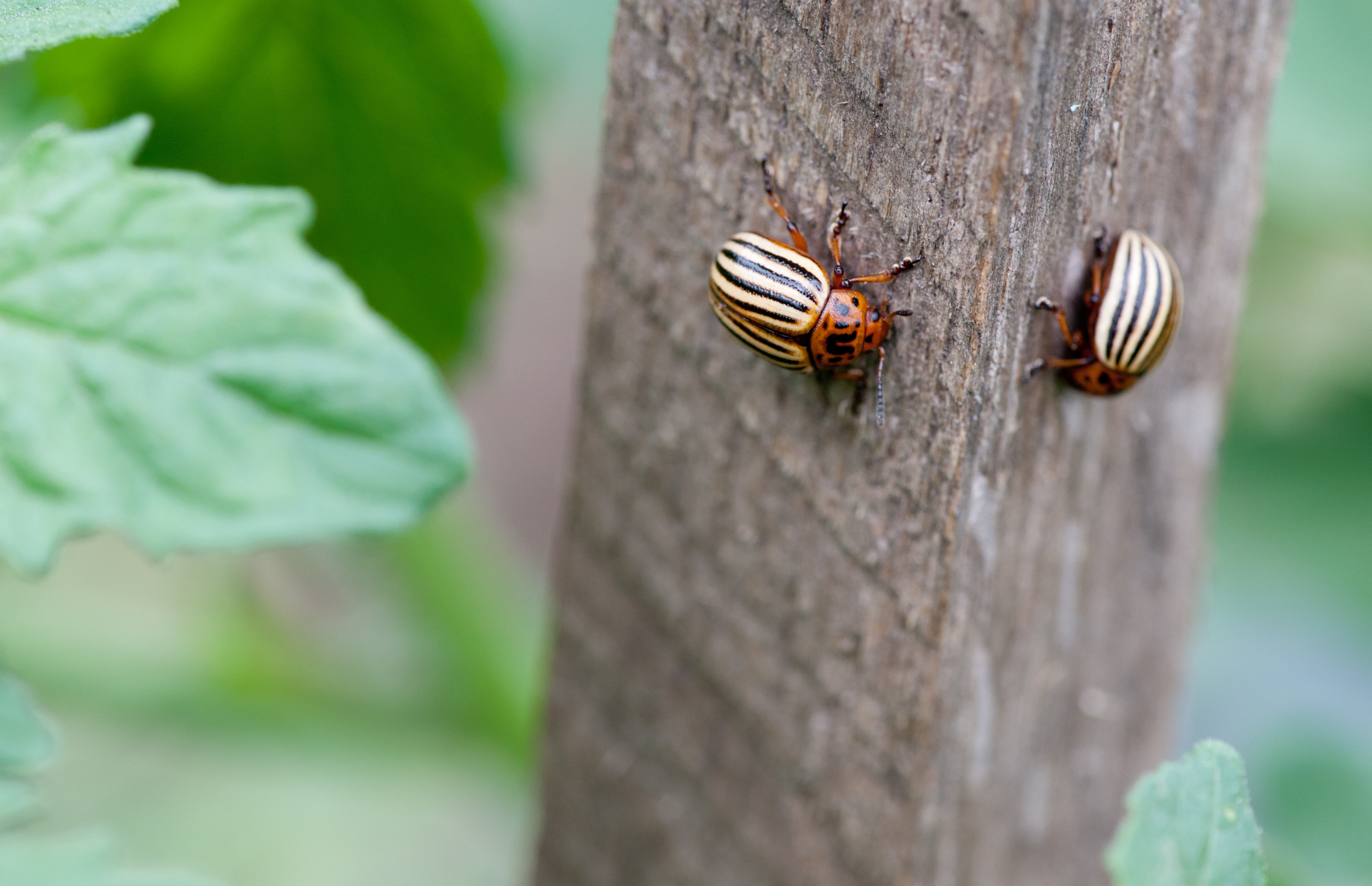 beetle, nature, f/2.8, 4K, small farm, Colorado Potato Beetle, VR, 105mm, White, CPB, two, animal, close-up, pest, wildlife, insect, june, lined, Micro, HD Wallpaper