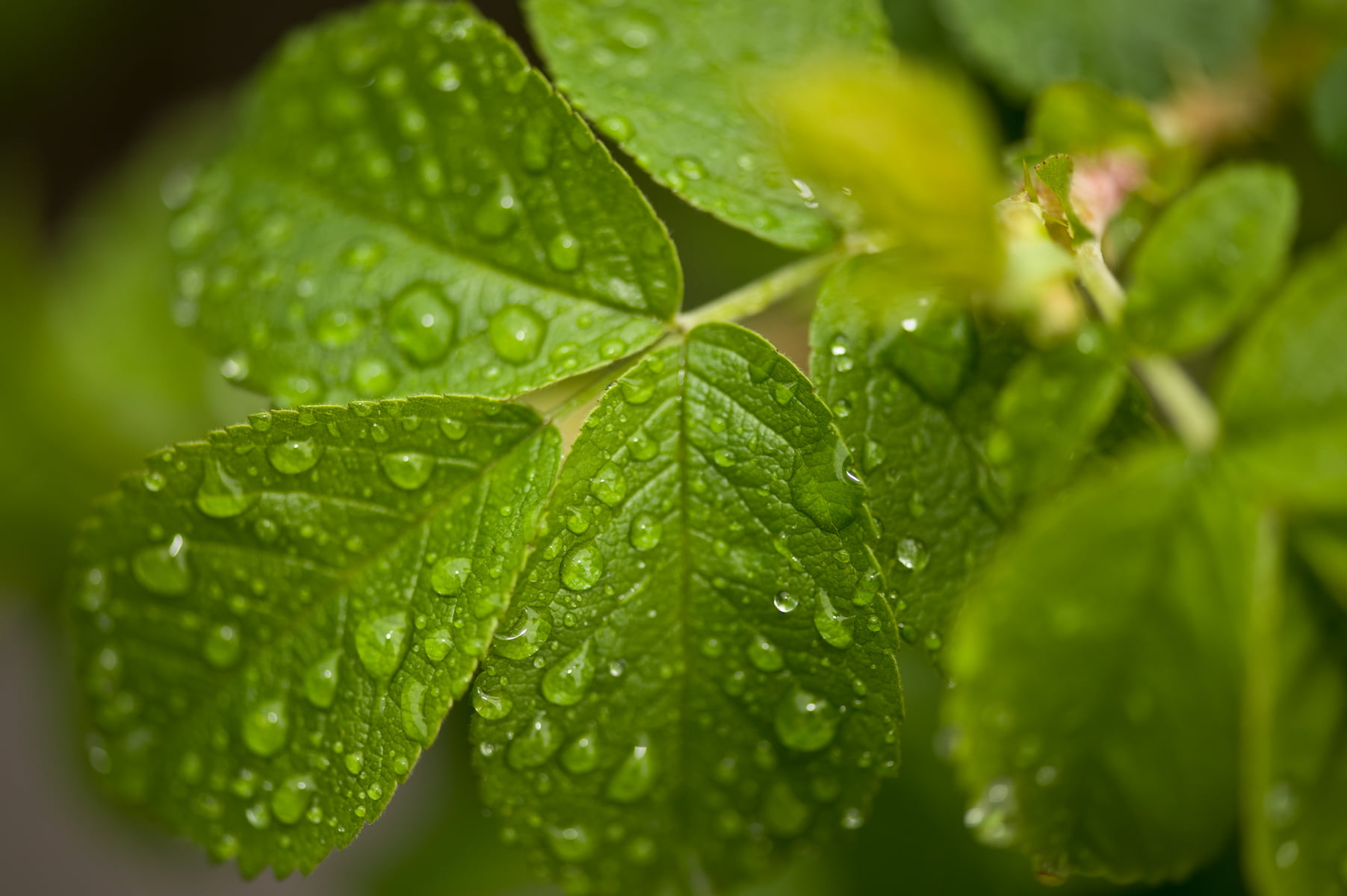 green is beautiful, makro, close-up, closeup, dew, d3, still  life, VR, macro, retina  display, Nikkor, full  hd, drop, leaf, green Color, raindrop, flower, HD Wallpaper