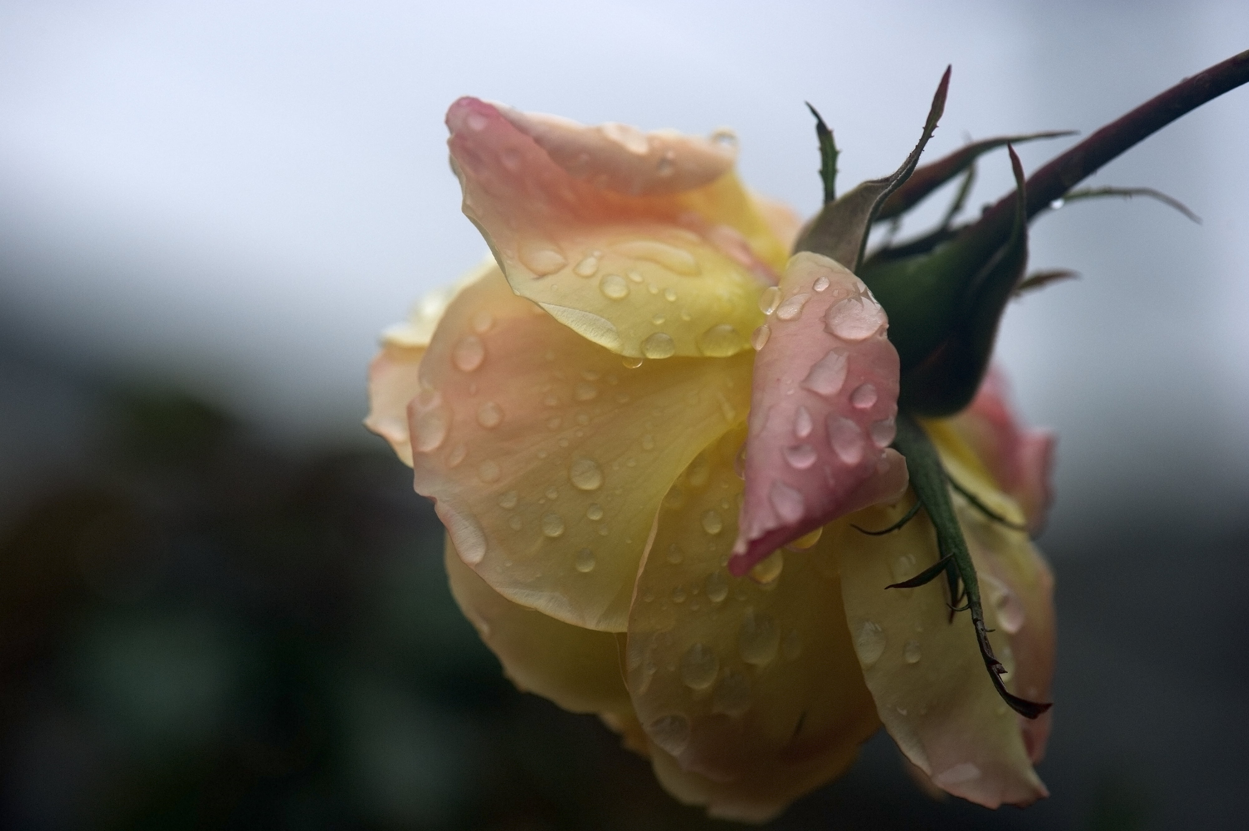flower Head, close up shot, yellow, macro, beauty In Nature, plant, petal, nature, 4K, shot, flower, close, close-up, Nikon D3S, After the Rain, pink, HD Wallpaper