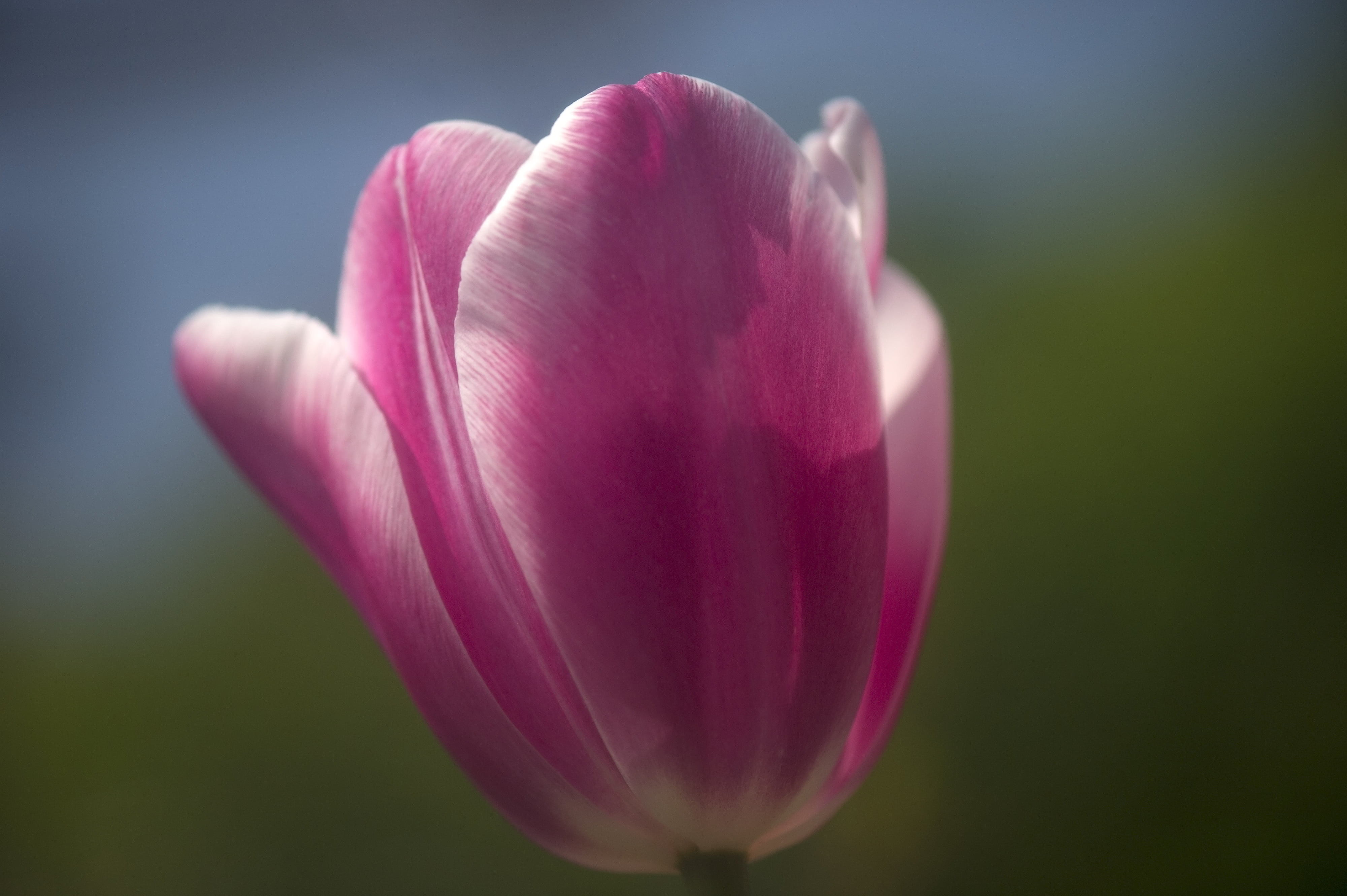 D3s, petal, close-up, nature, Tulip, tulips, pink, Nikon, pink Color, flower Head, plant, beauty In Nature, freshness, flower, 4K, springtime, HD Wallpaper
