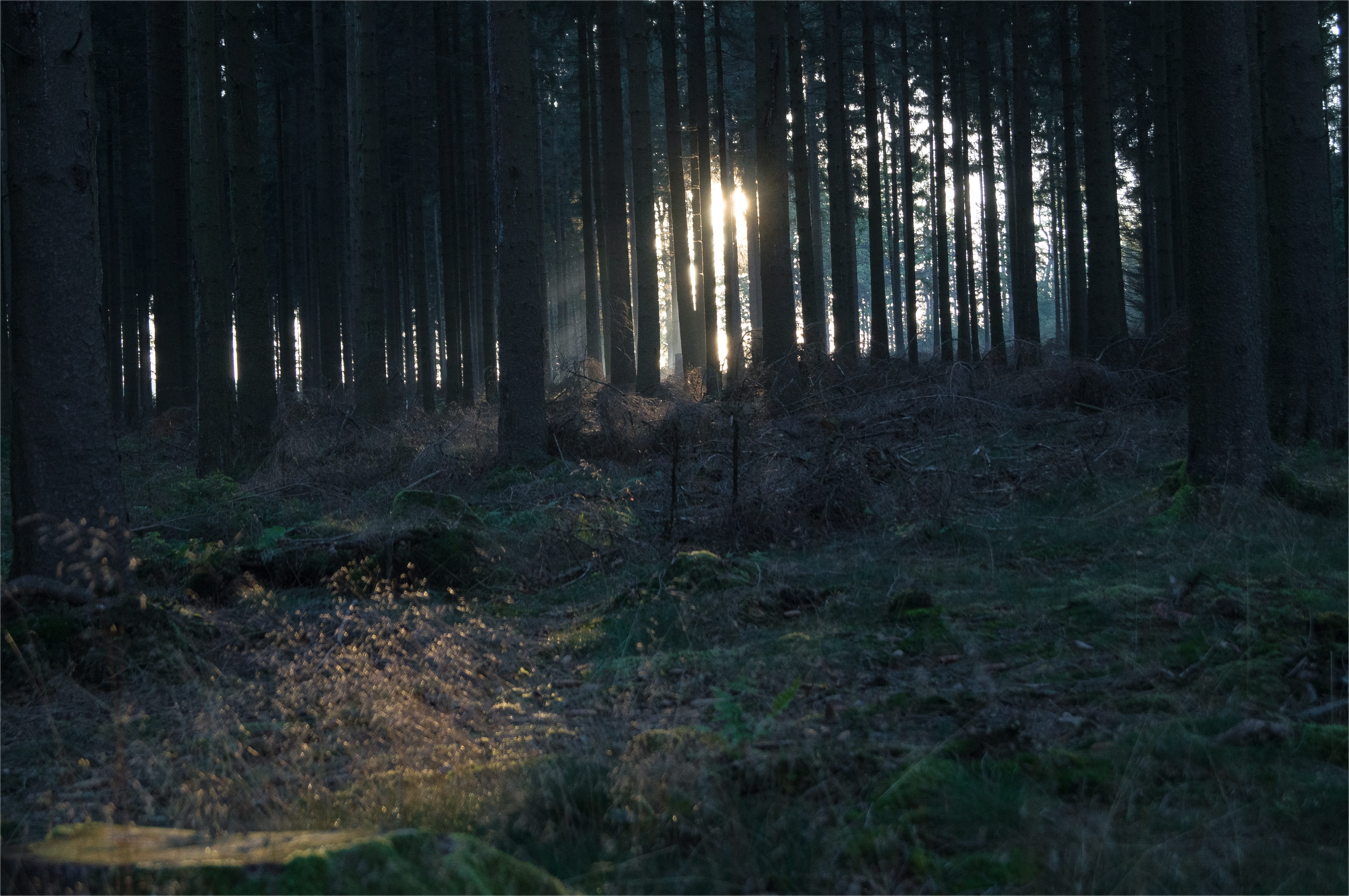 forest floor, day, fir tree, sky, tranquility, remote, plant, weird, lighting, fog, tree trunk, landscape, no people, outdoors, glade, light, environment, HD Wallpaper