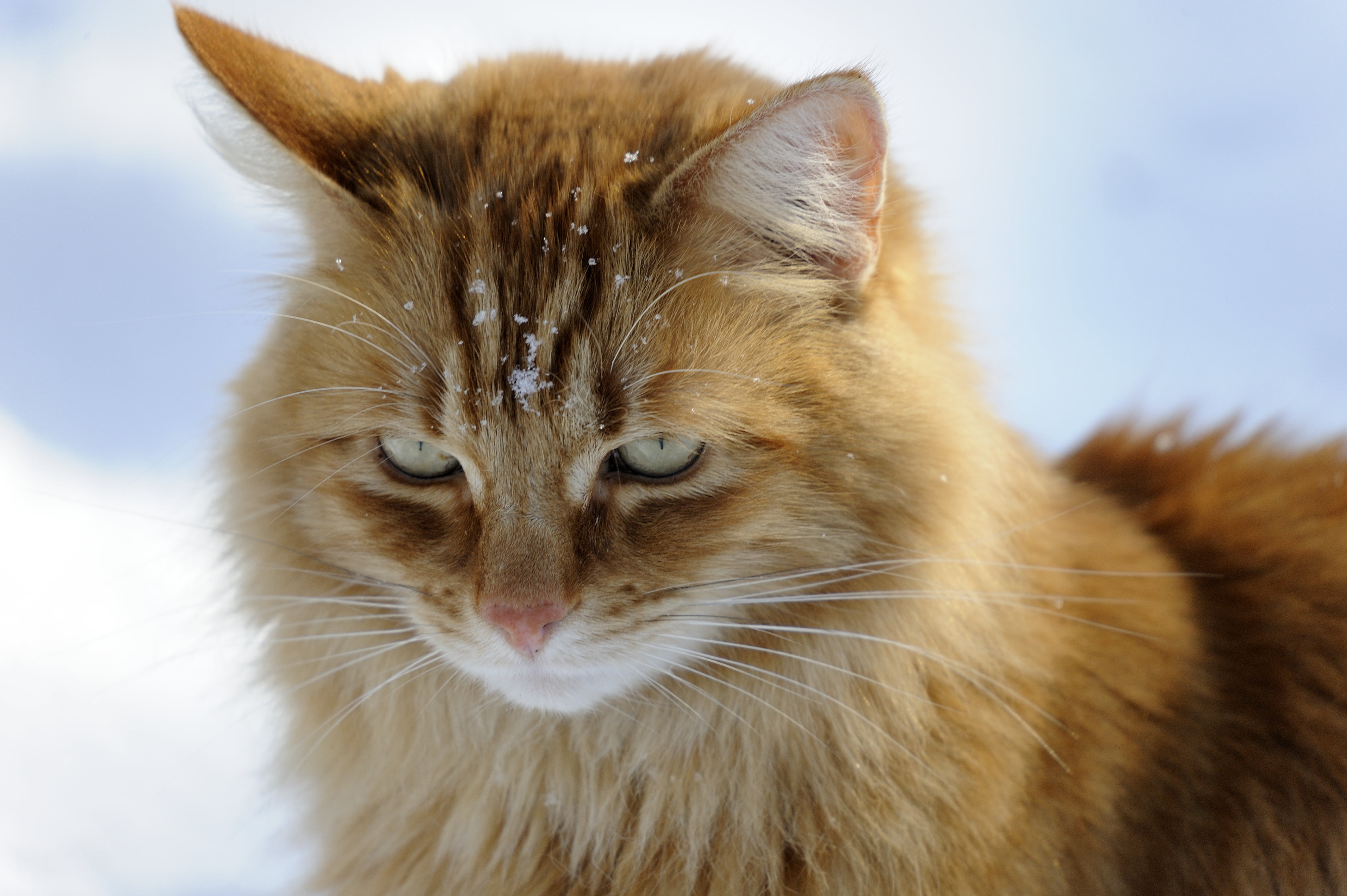 brown, Sigma, cat, looking, cute, white surface, surface, domestic Cat, feline, D3, gray, pets, animal, white, mammal, fur, 4K, HD Wallpaper