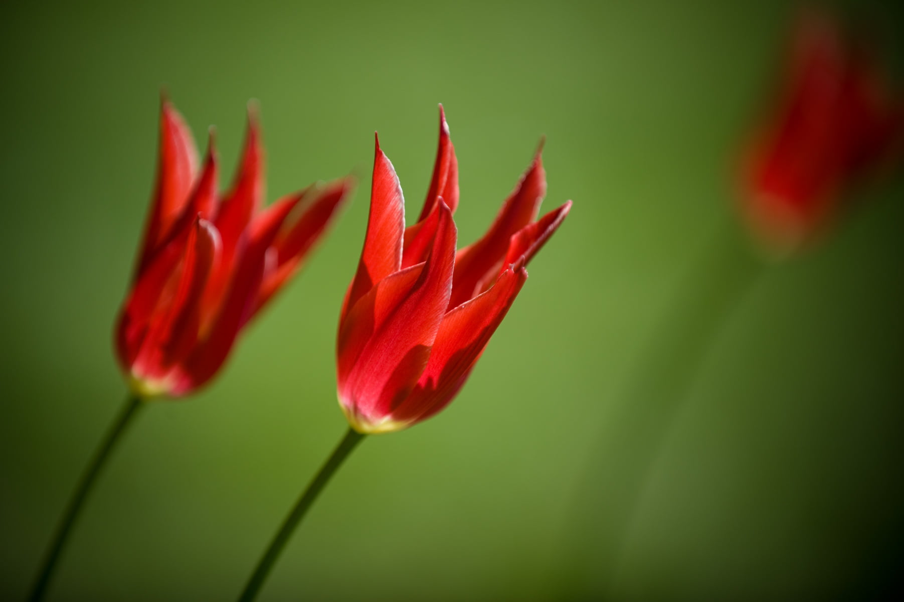 colors, 720P, tulip, pink Color, makro, closeup photography, close-up, still  life, high, red, d3, petal, flower, macro, photography, 1920x1200, leaf  bug, HD Wallpaper