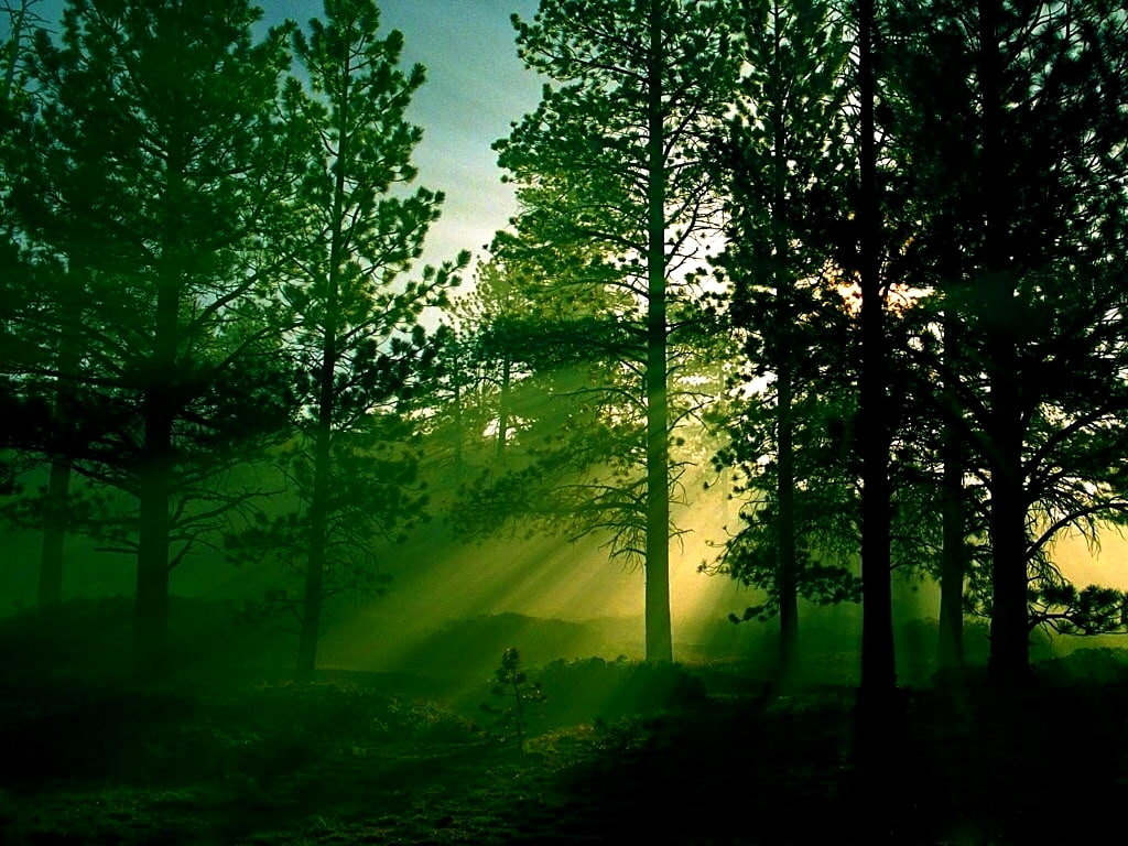Green, 480P, morning, sunrays, hd, plants, forests, nature, rays, forest, breakthrough, art, HD Wallpaper