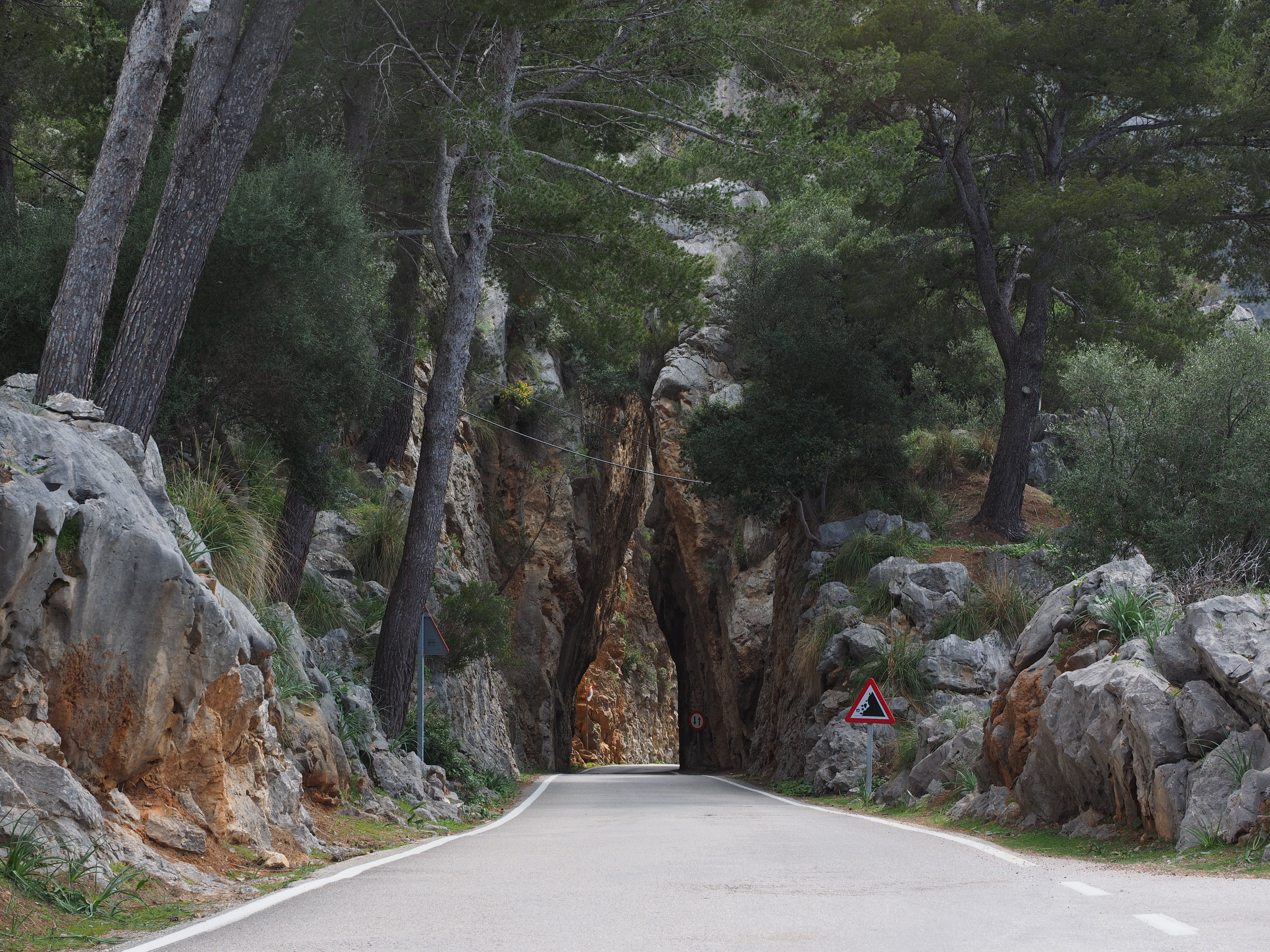 ma-2141, nature, sa calobra, forest, passage, breakthrough, tranquil scene, empty, the way forward, day, no people, mountain, pave, serpentine road, growth, HD Wallpaper