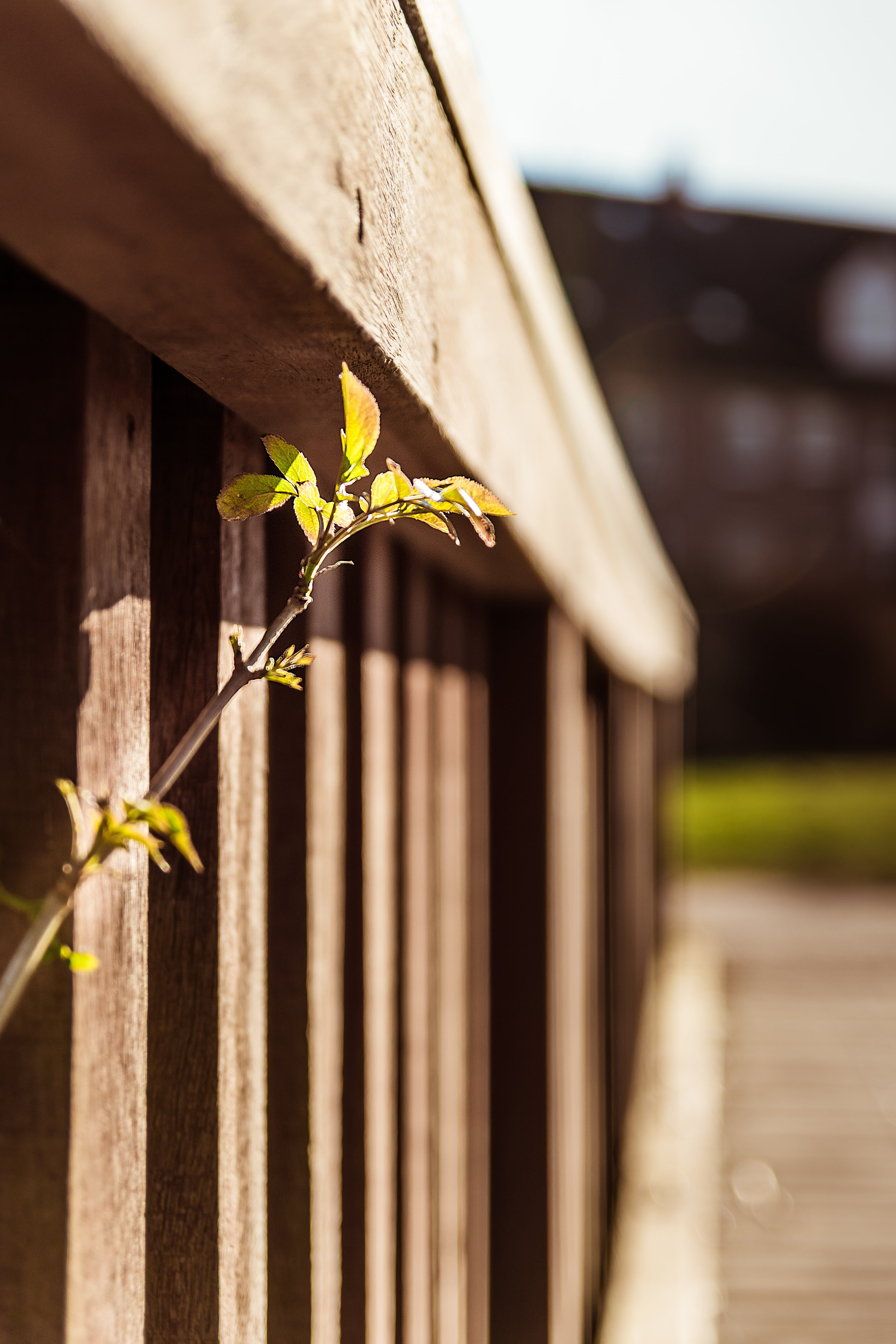 plant part, progress, fence, boundary, lake, sunlight, wood, pond, architecture, selective focus, close-up, flower, bridge, security, outdoors, 5K, built structure, Phone HD Wallpaper